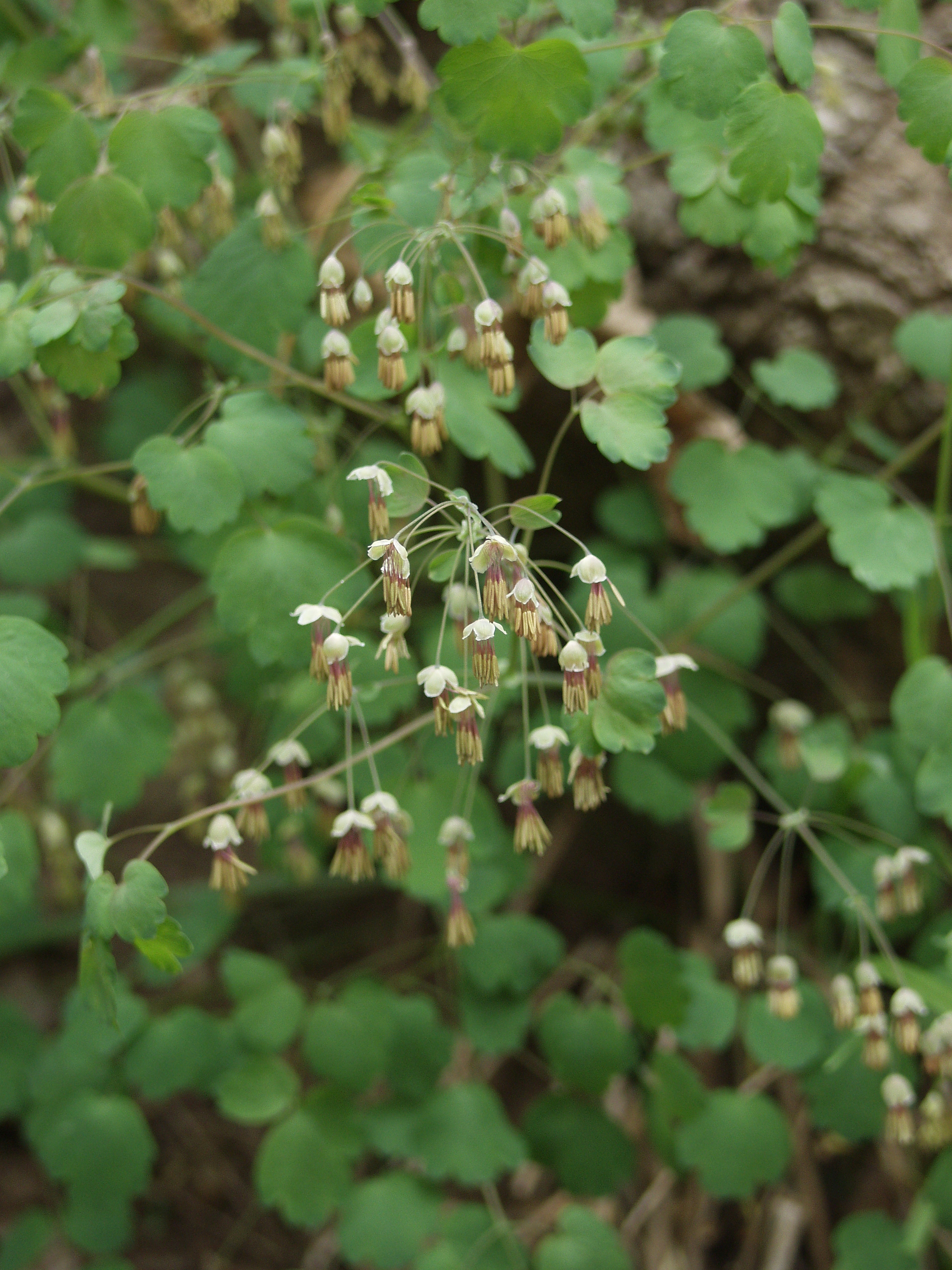 Thalictrum dioicum