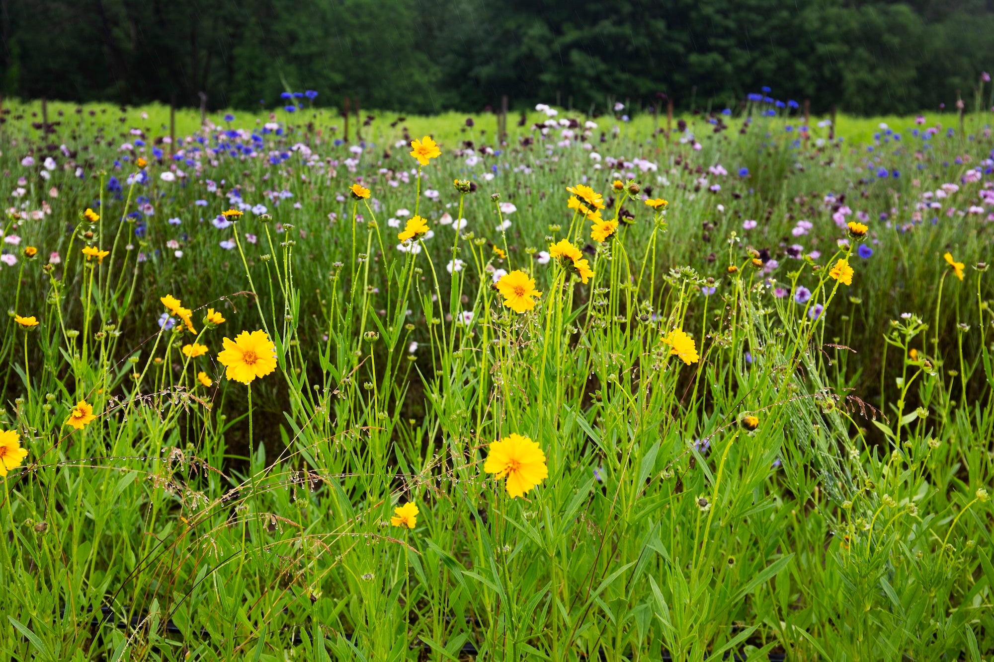 Field of native flowers growing in a field with trees in the background.