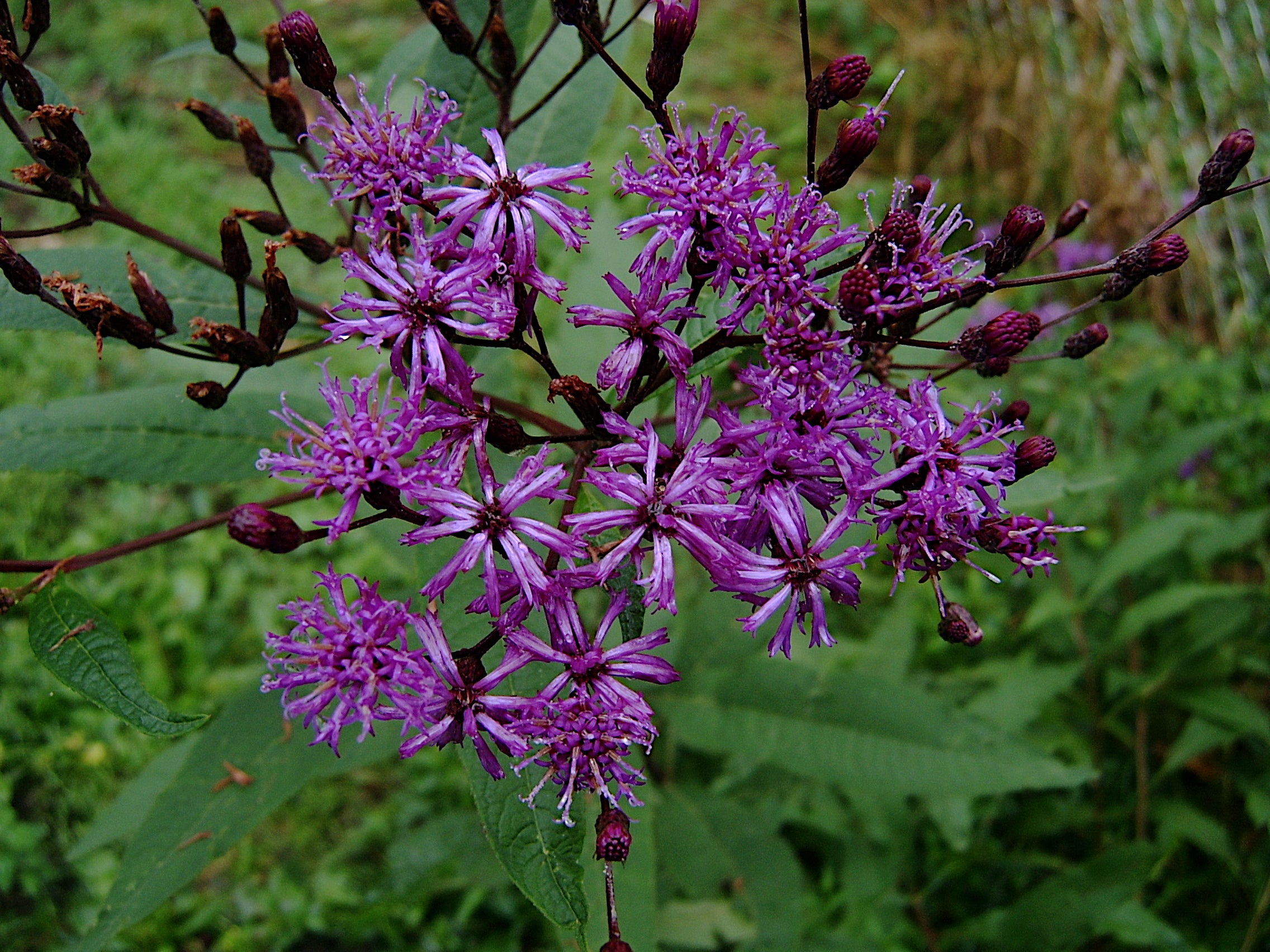 Vernonia gigantea
