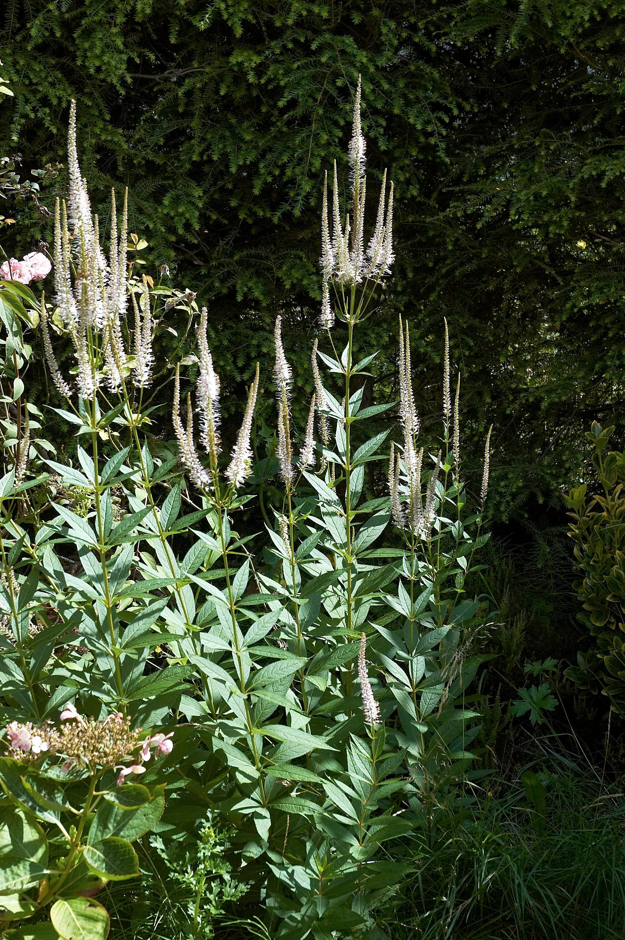 Veronicastrum virginicum