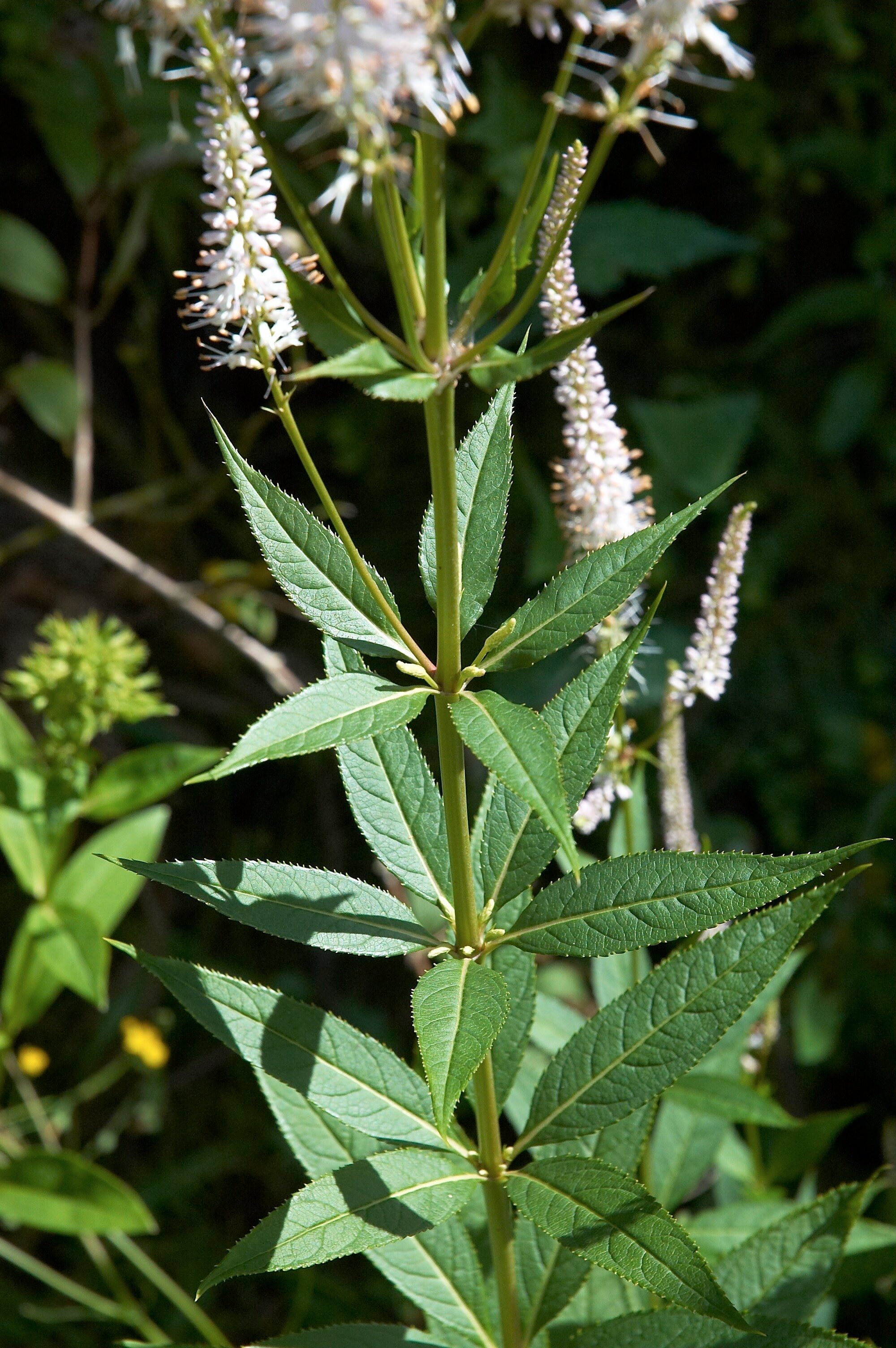 Veronicastrum virginicum