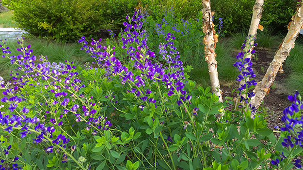 Baptisia australis