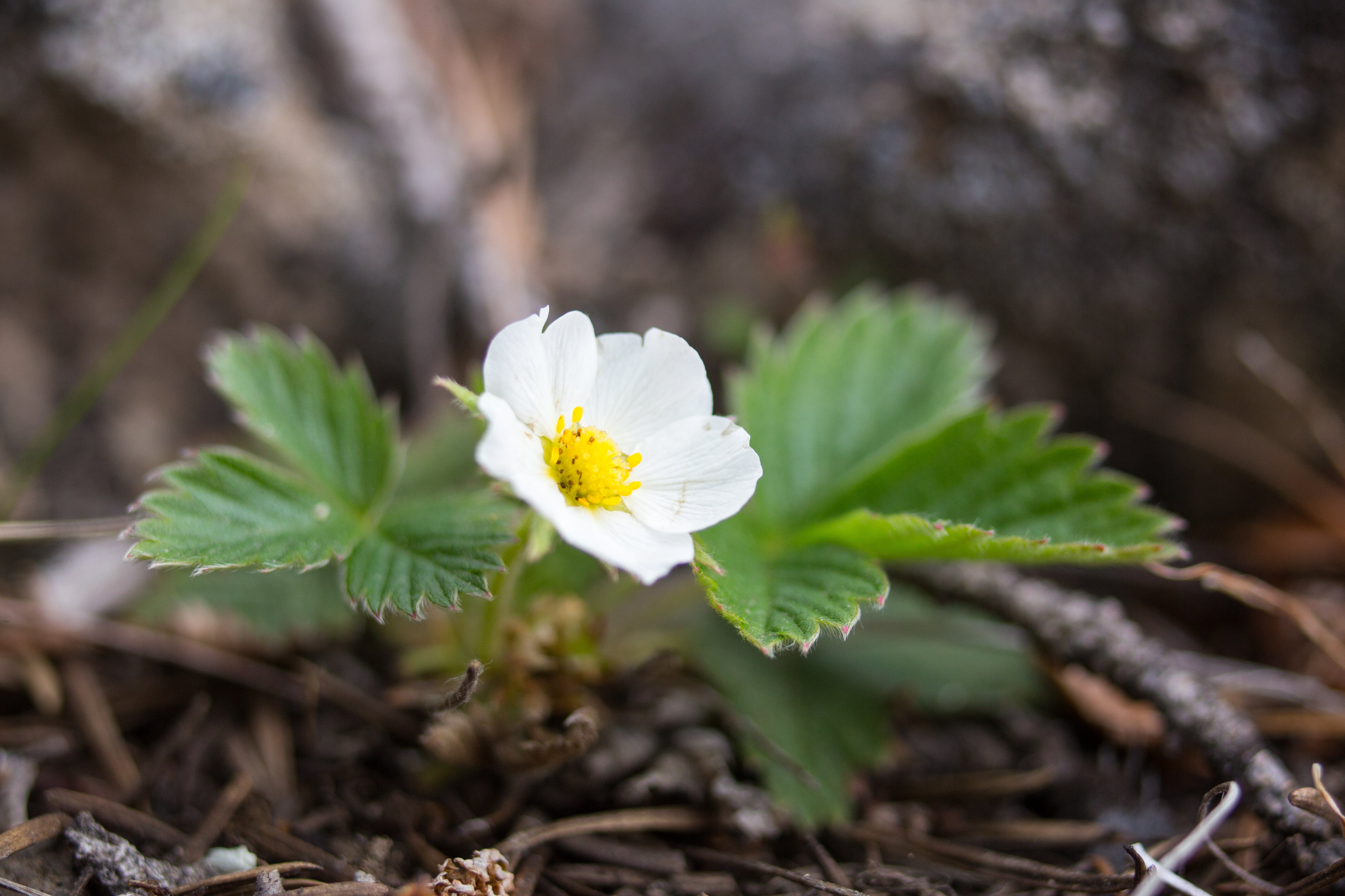 Fragaria virginiana