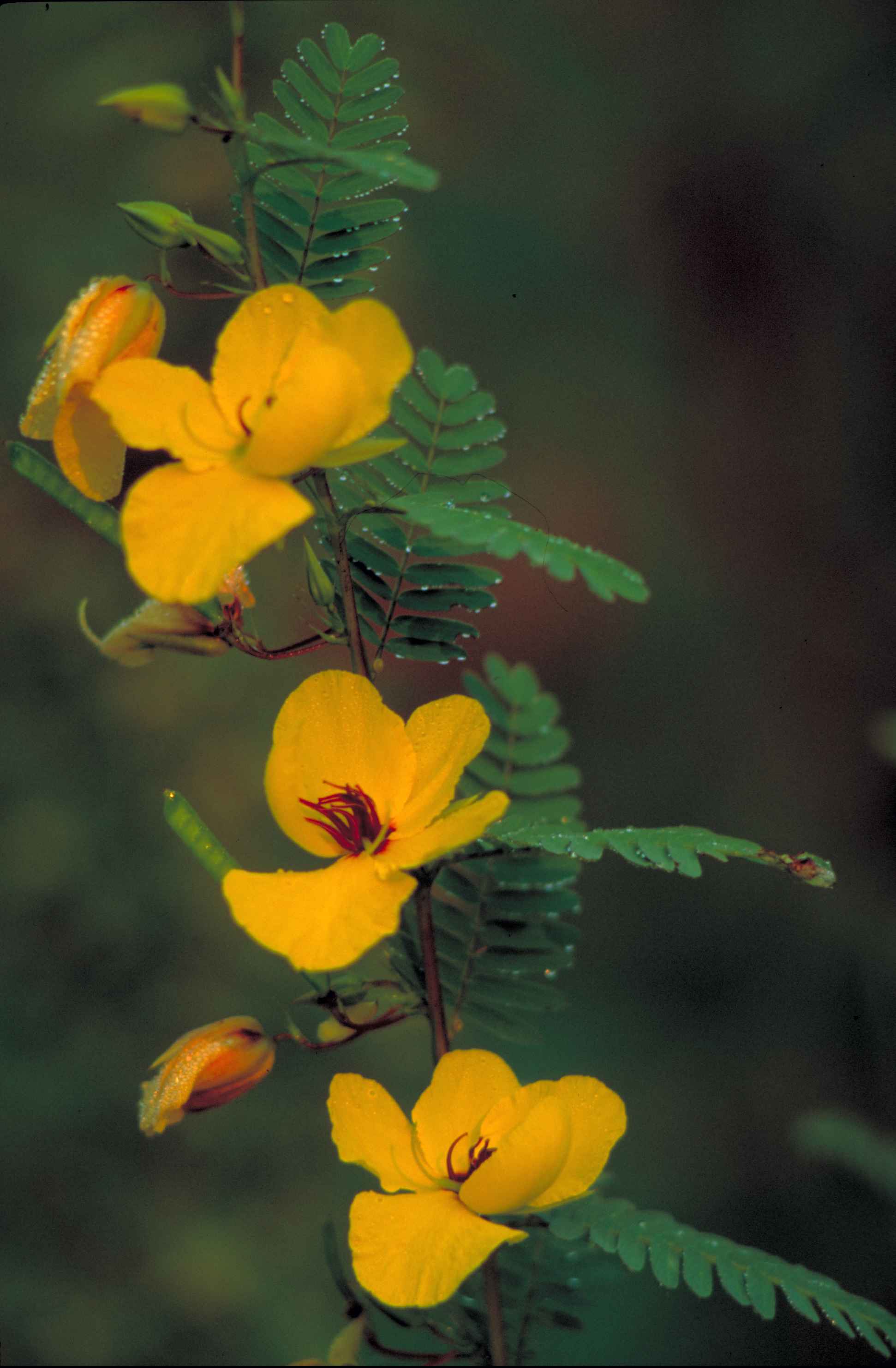 Chamaecrista fasciculata