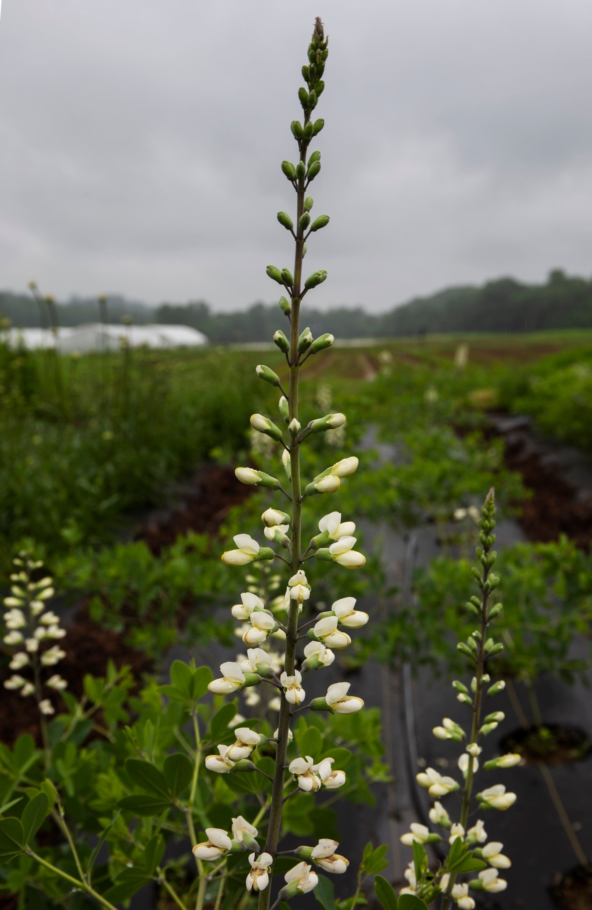 Native cut flower plant with white flowers growing in a field with greenhouse trees and cloudy sky in distance.