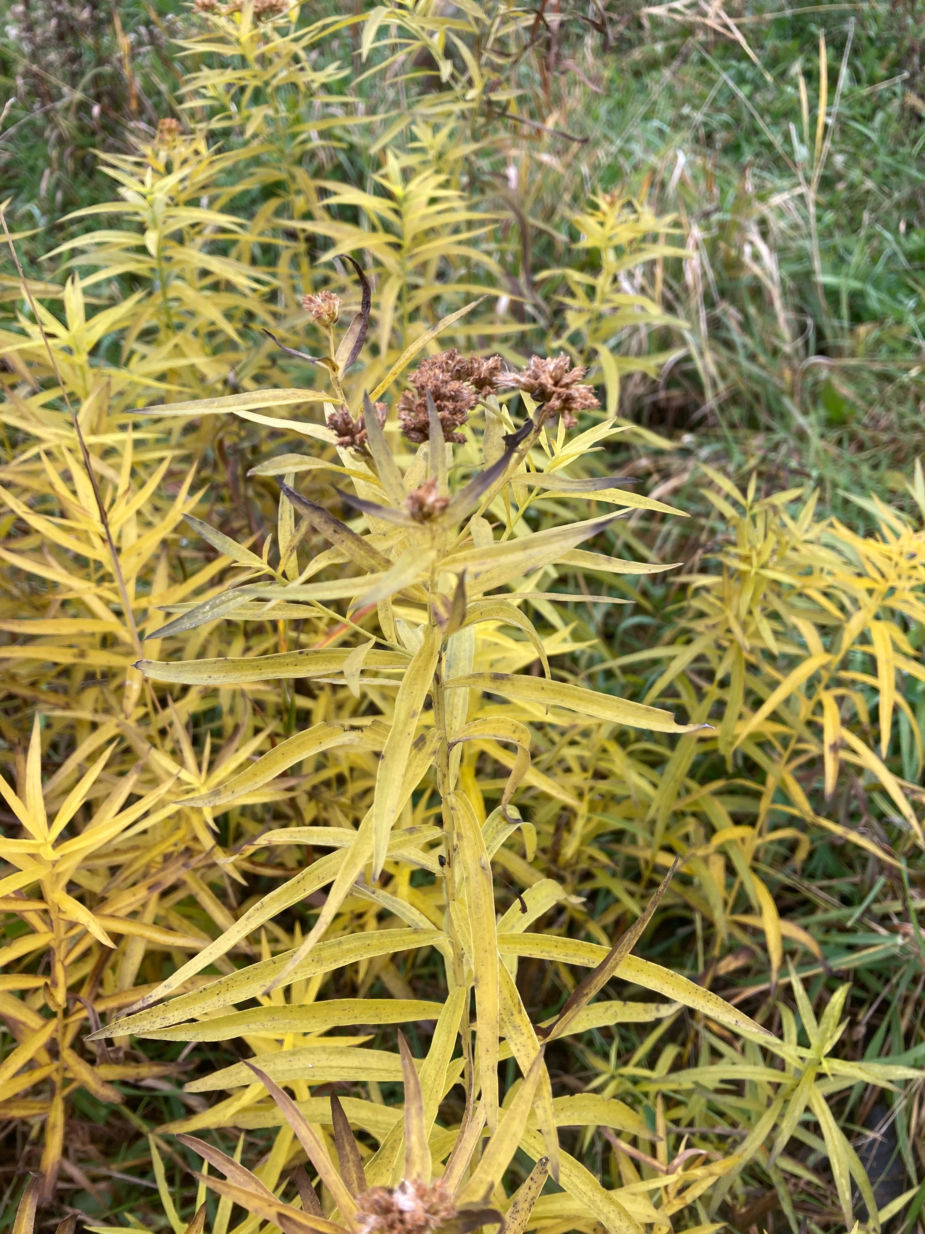 Euthamia graminifolia