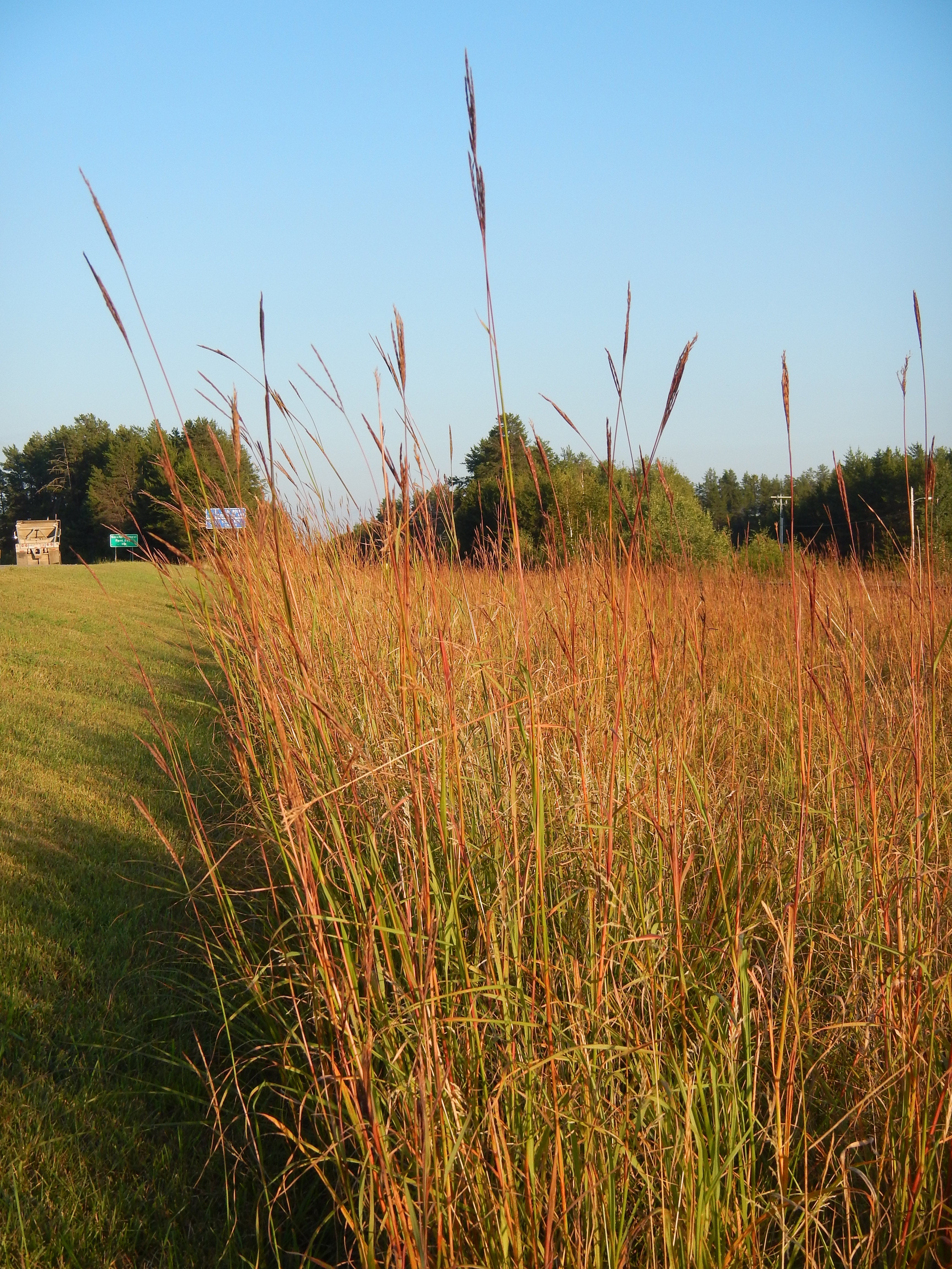 Andropogon gerardii