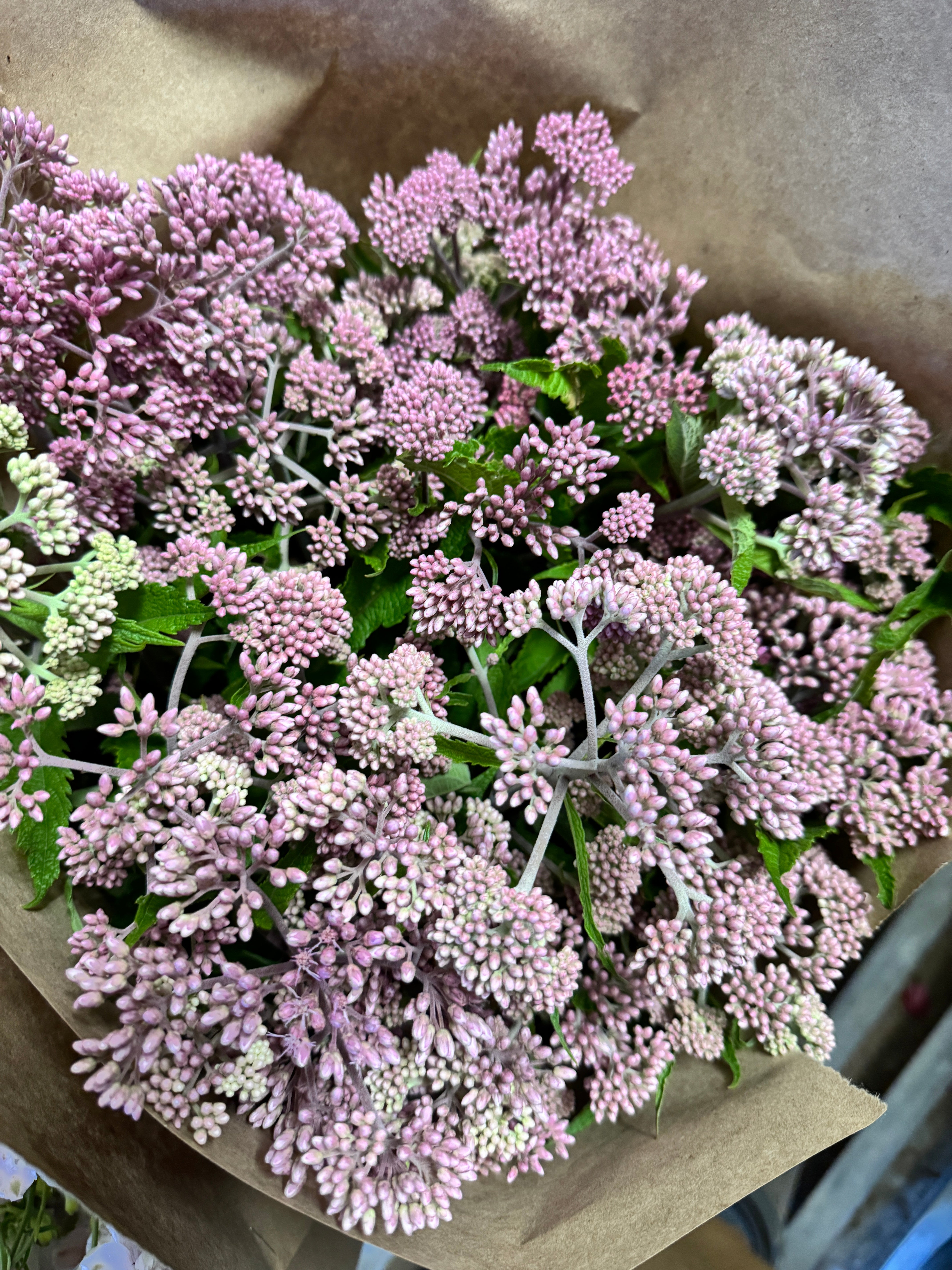 Eupatorium fistulosum