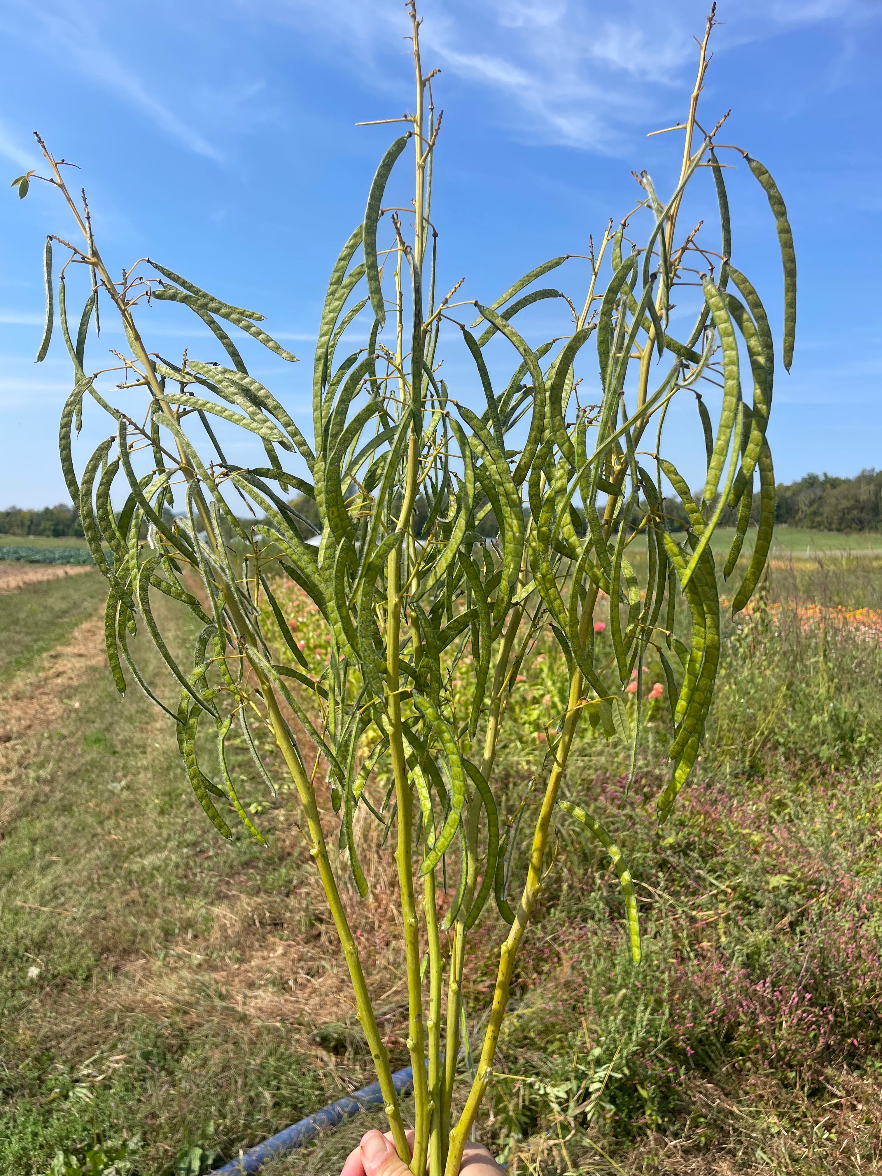 Senna hebecarpa