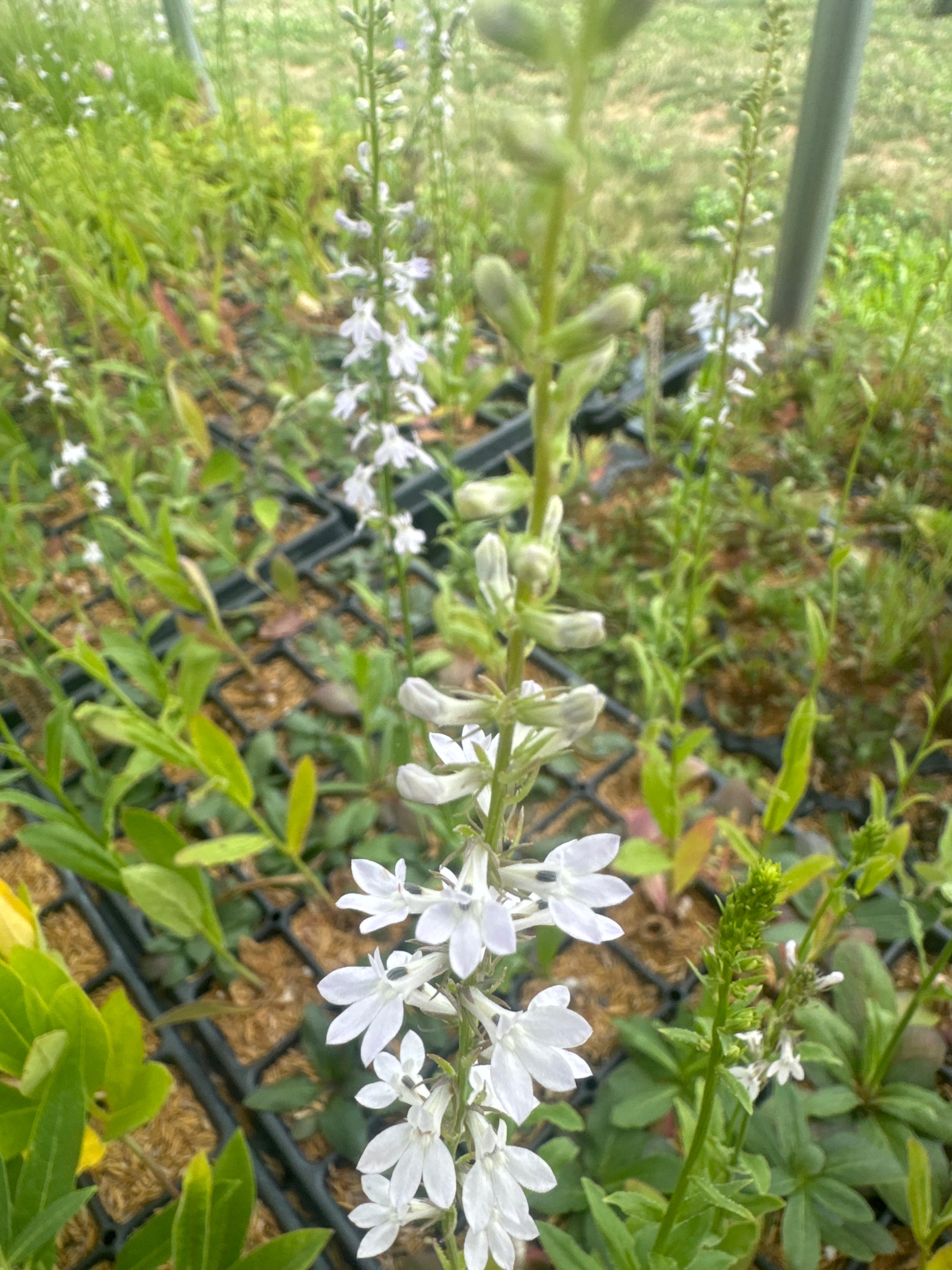 Lobelia spicata