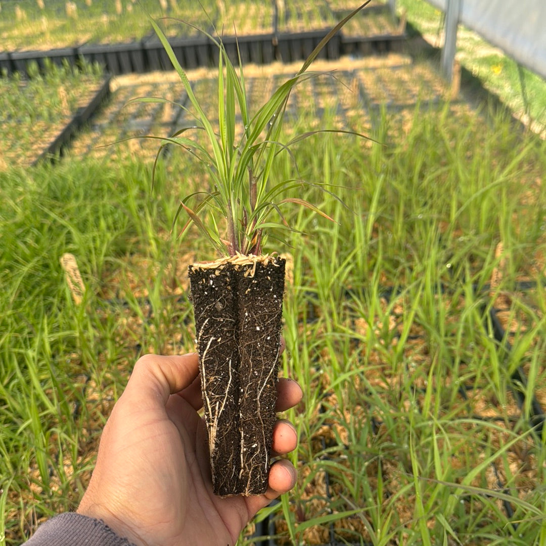 Andropogon gerardii
