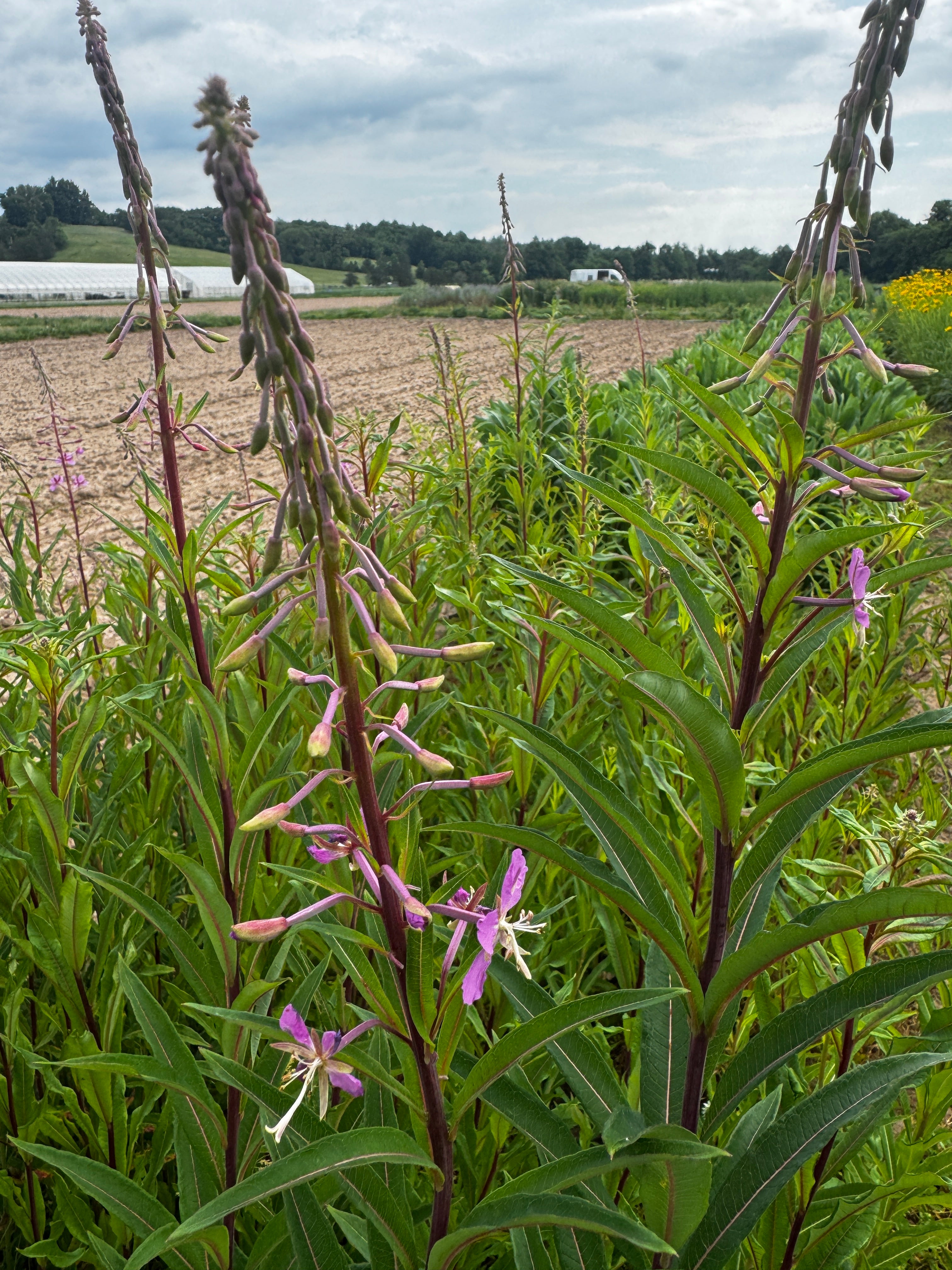 Chamaenerion (Epilobium) angustifolium