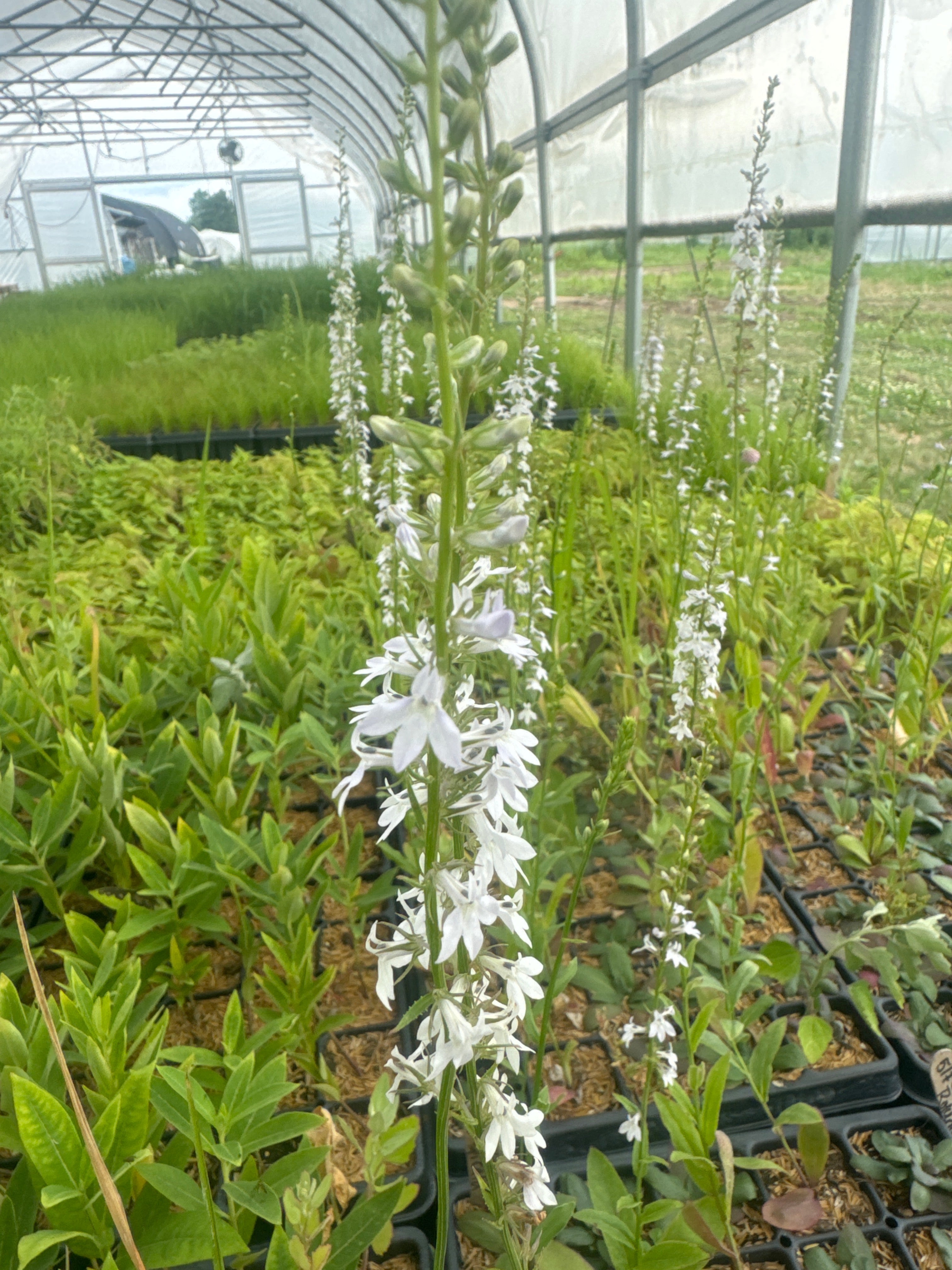 Lobelia spicata