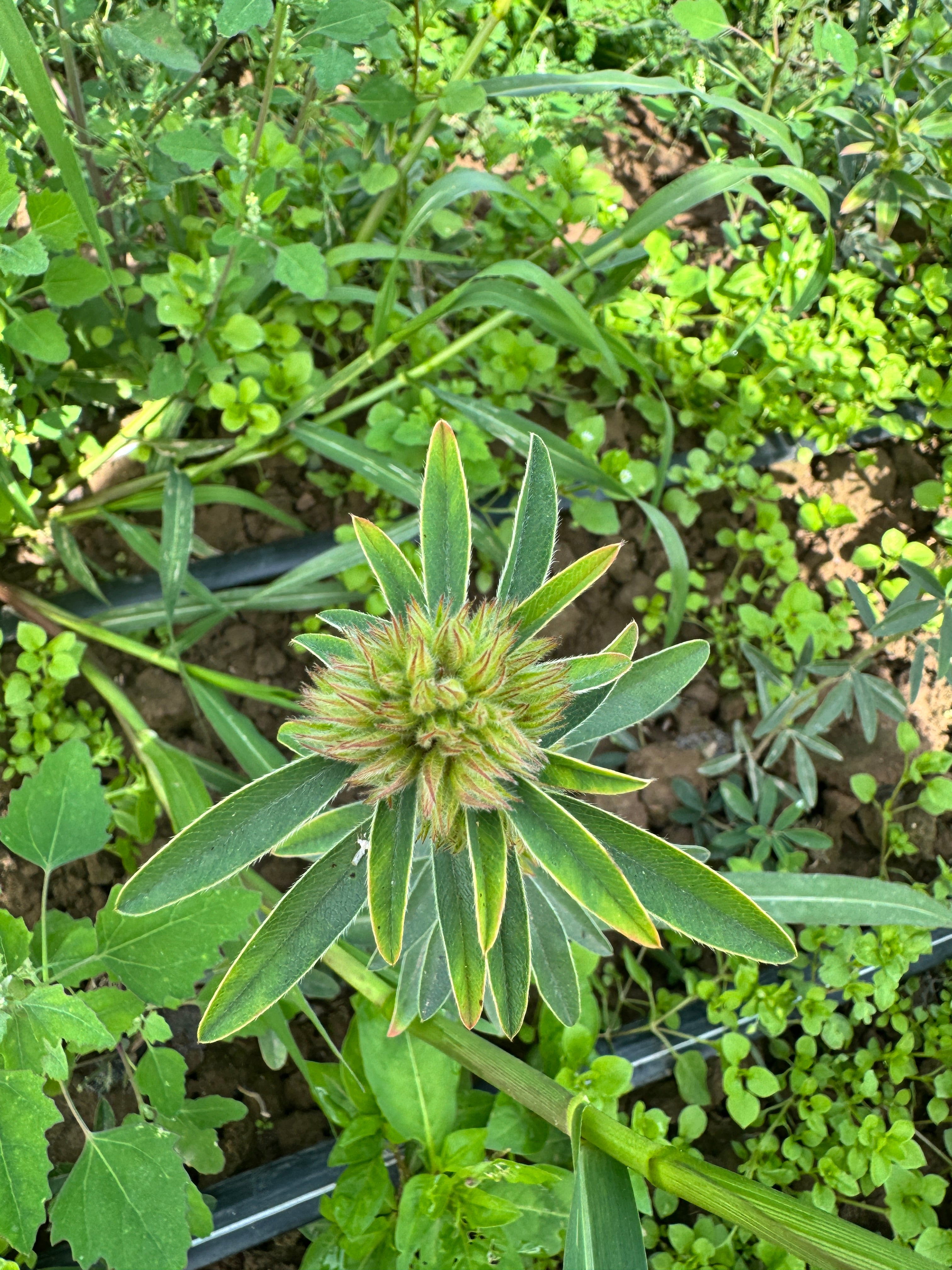 Lespedeza capitata