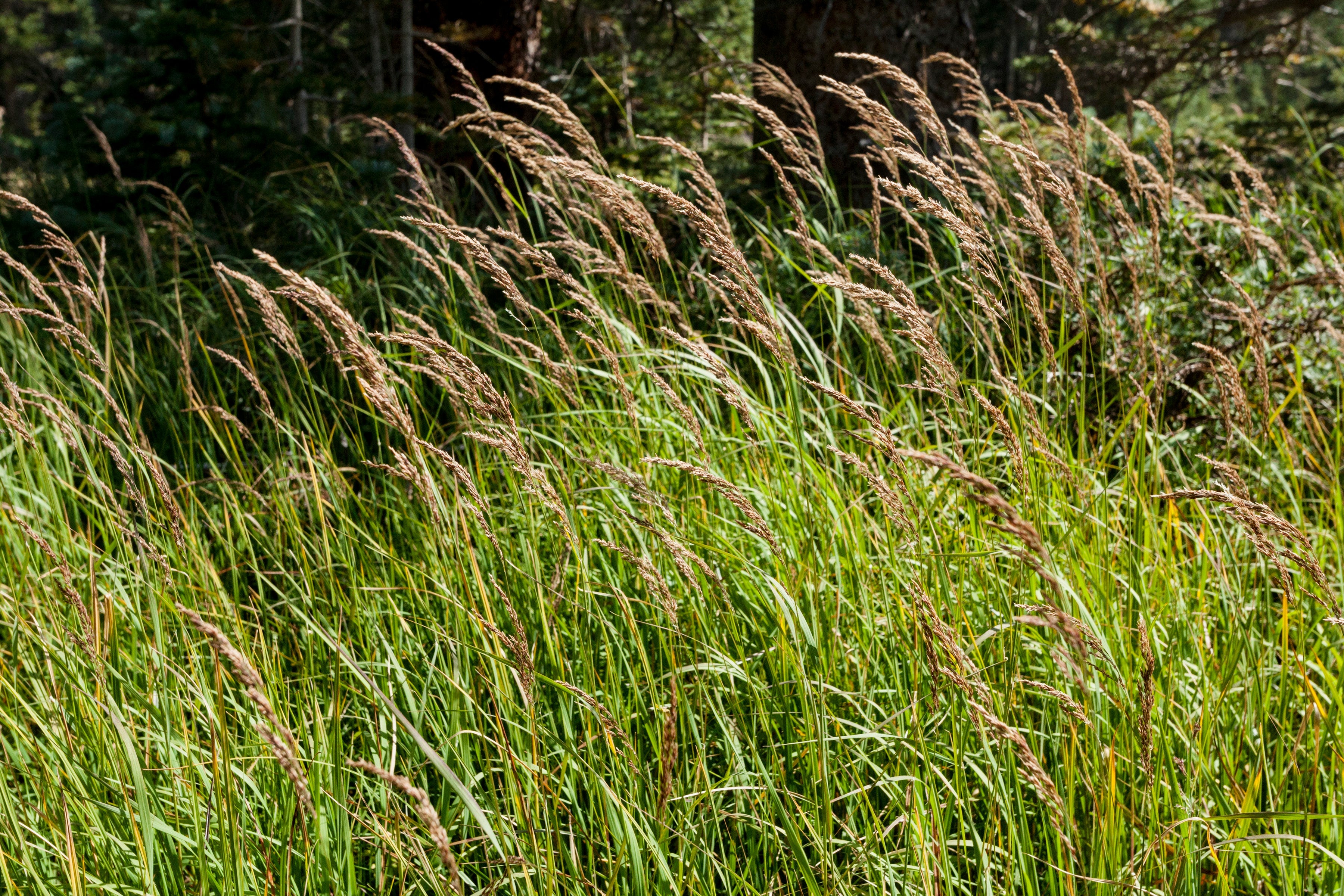 Calamagrostis Canadensis