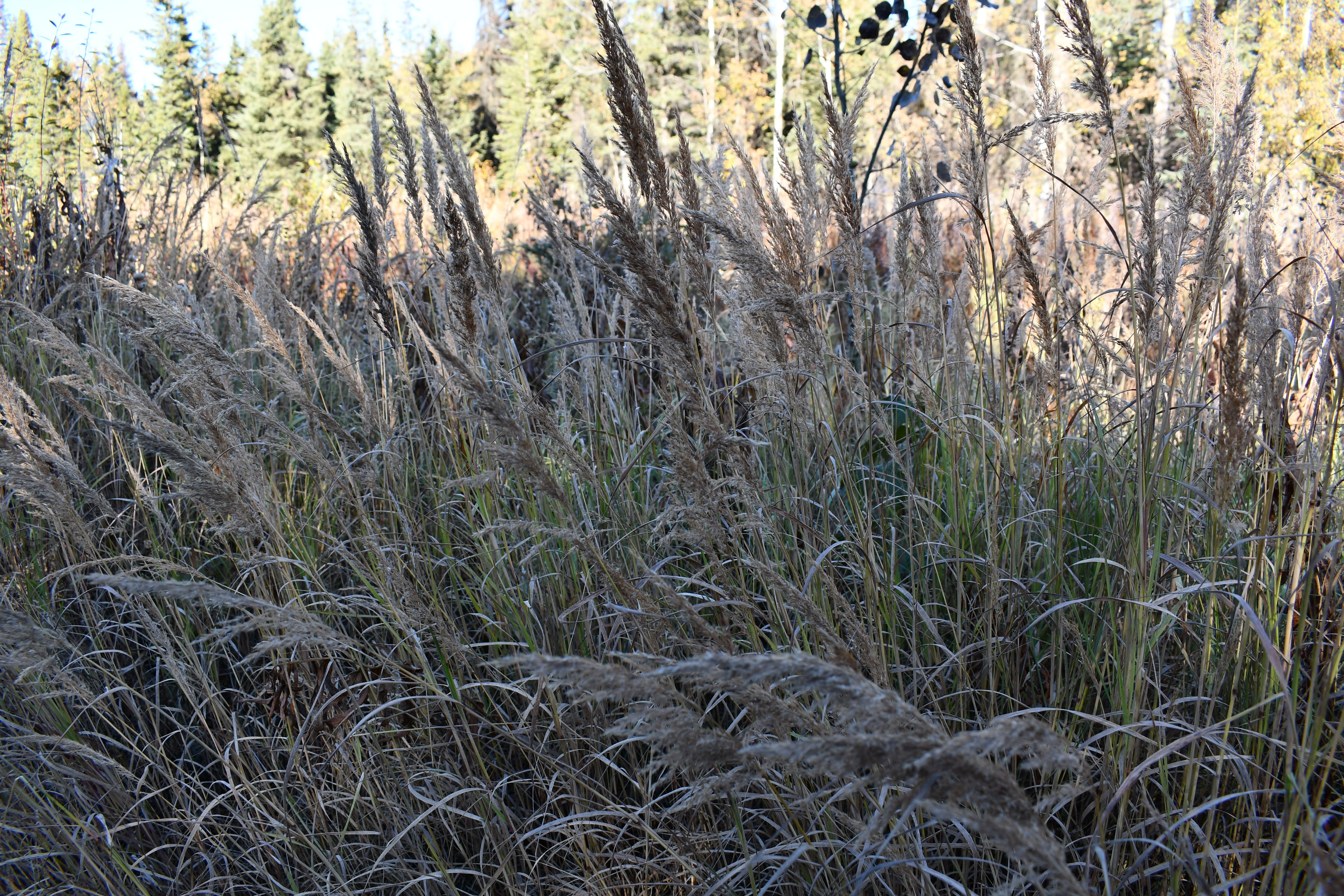 Calamagrostis Canadensis