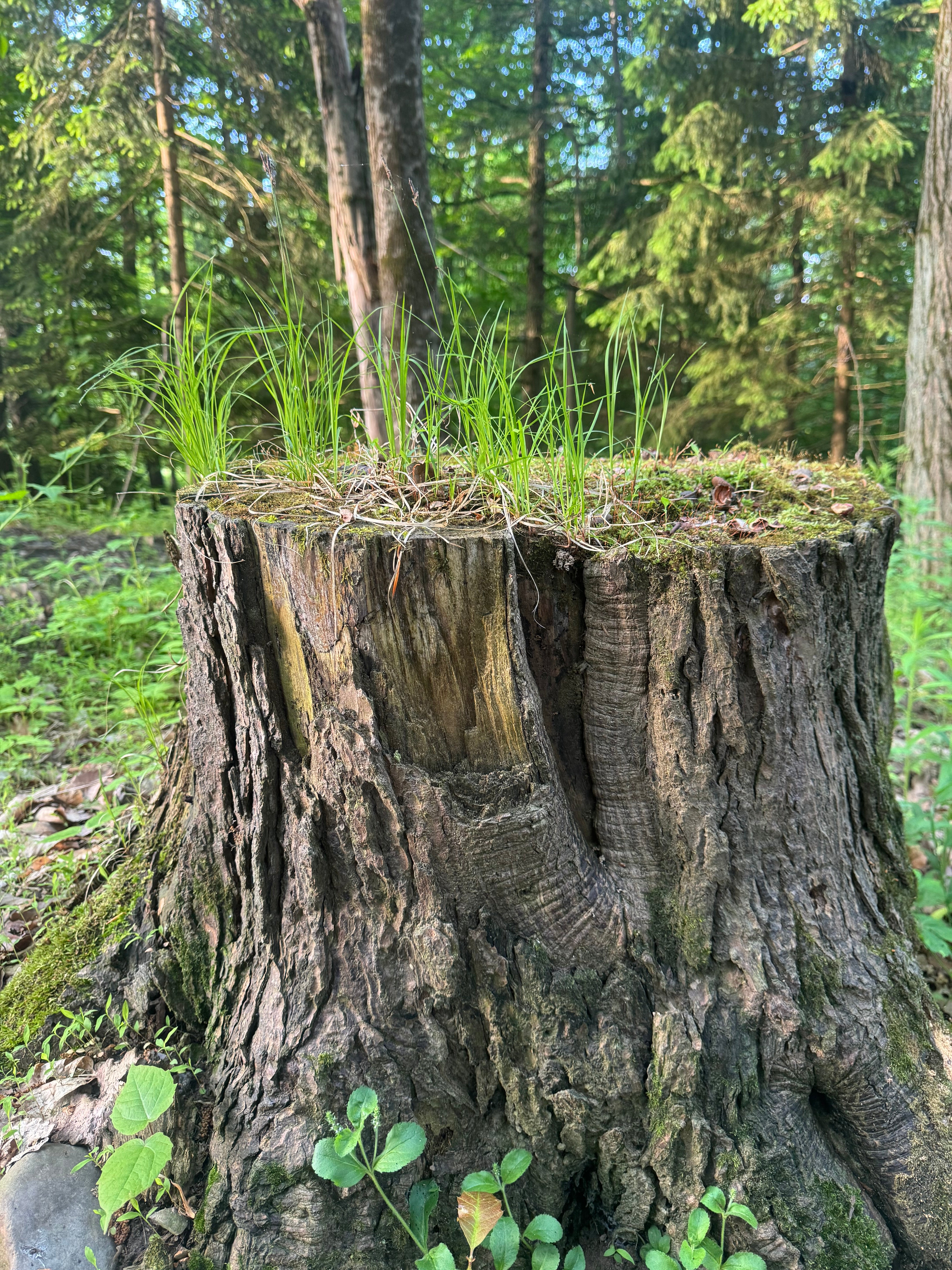 Carex pensylvanica