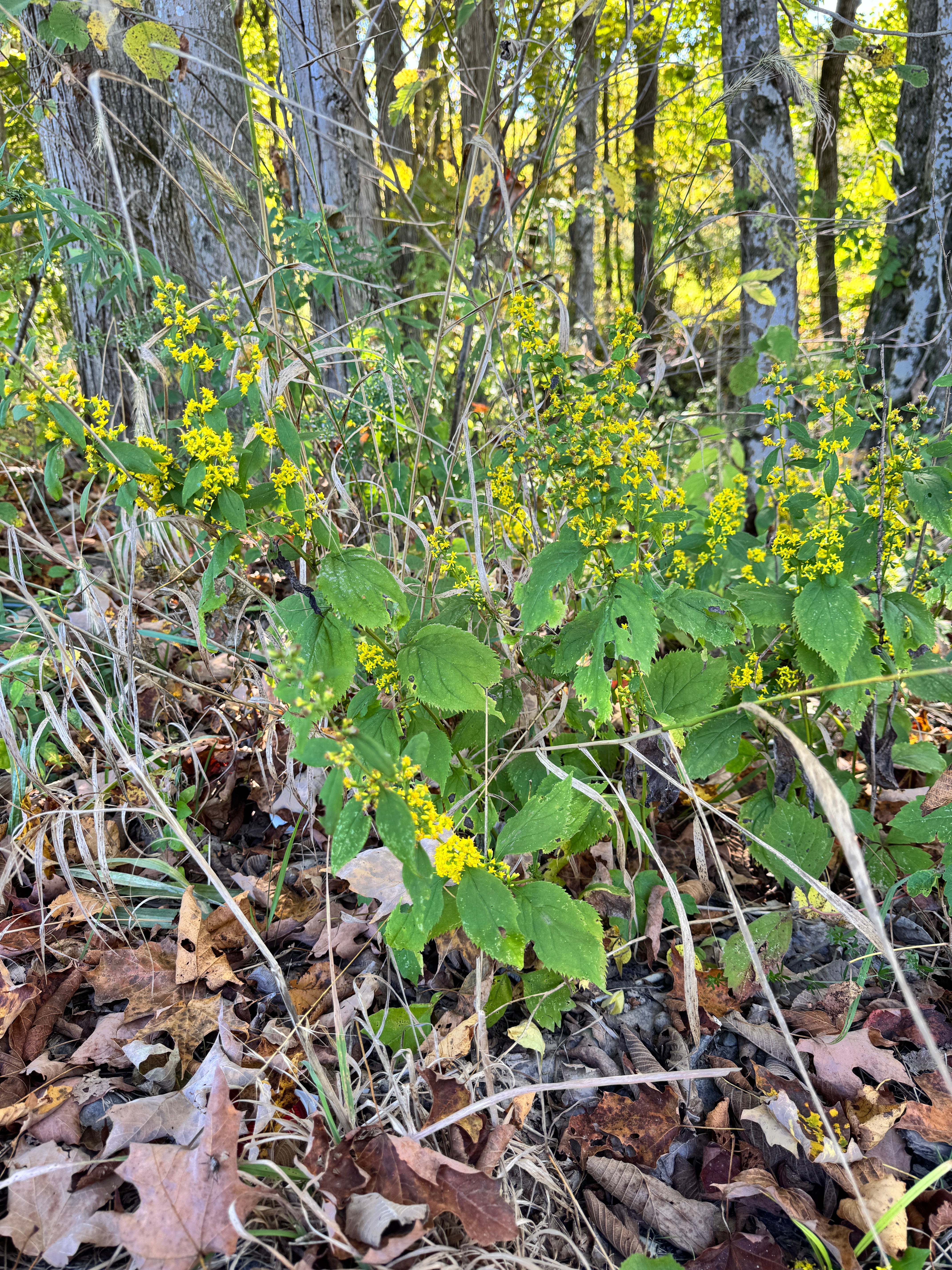 Solidago flexicaulis