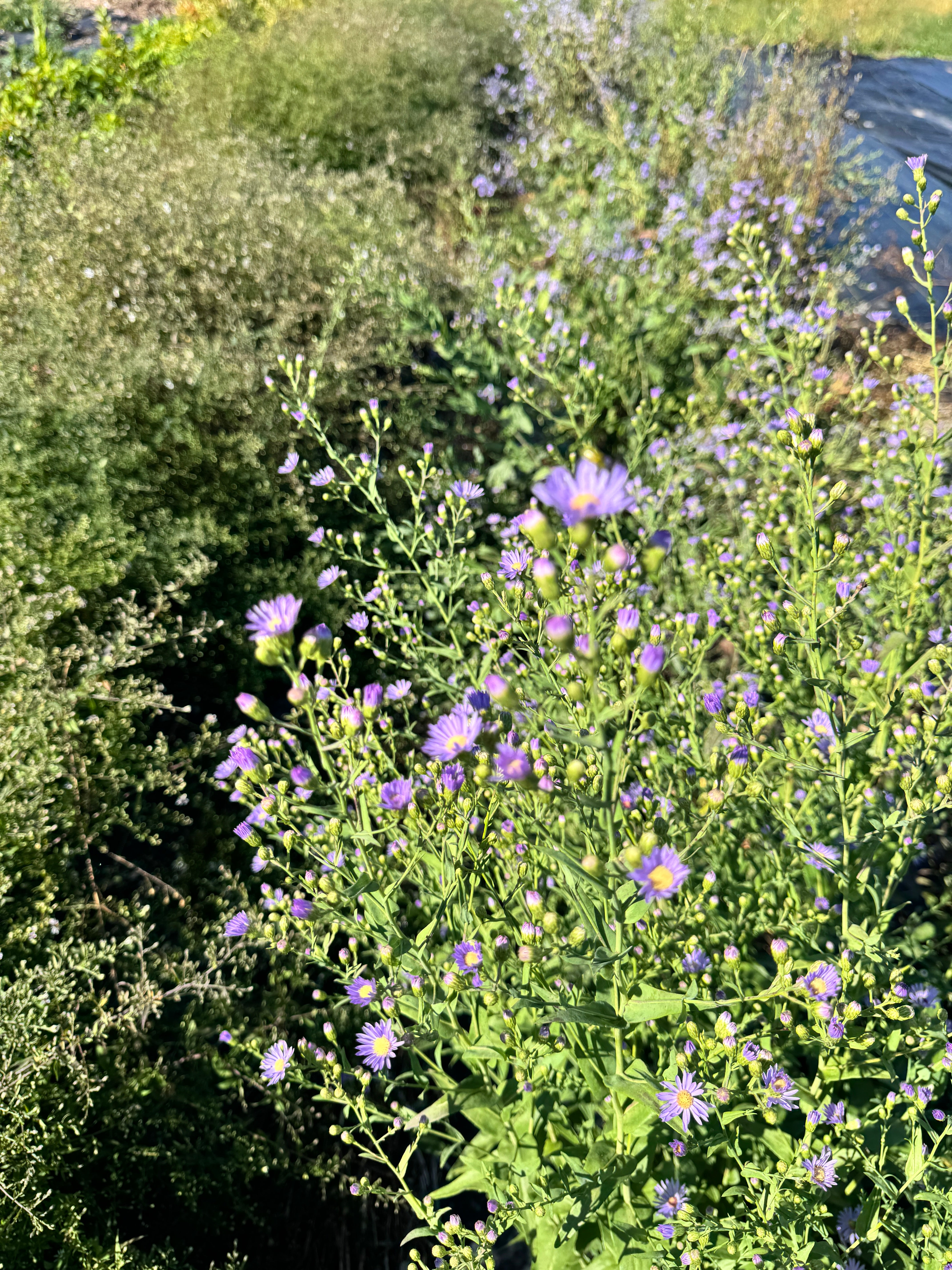 Symphyotrichum laeve