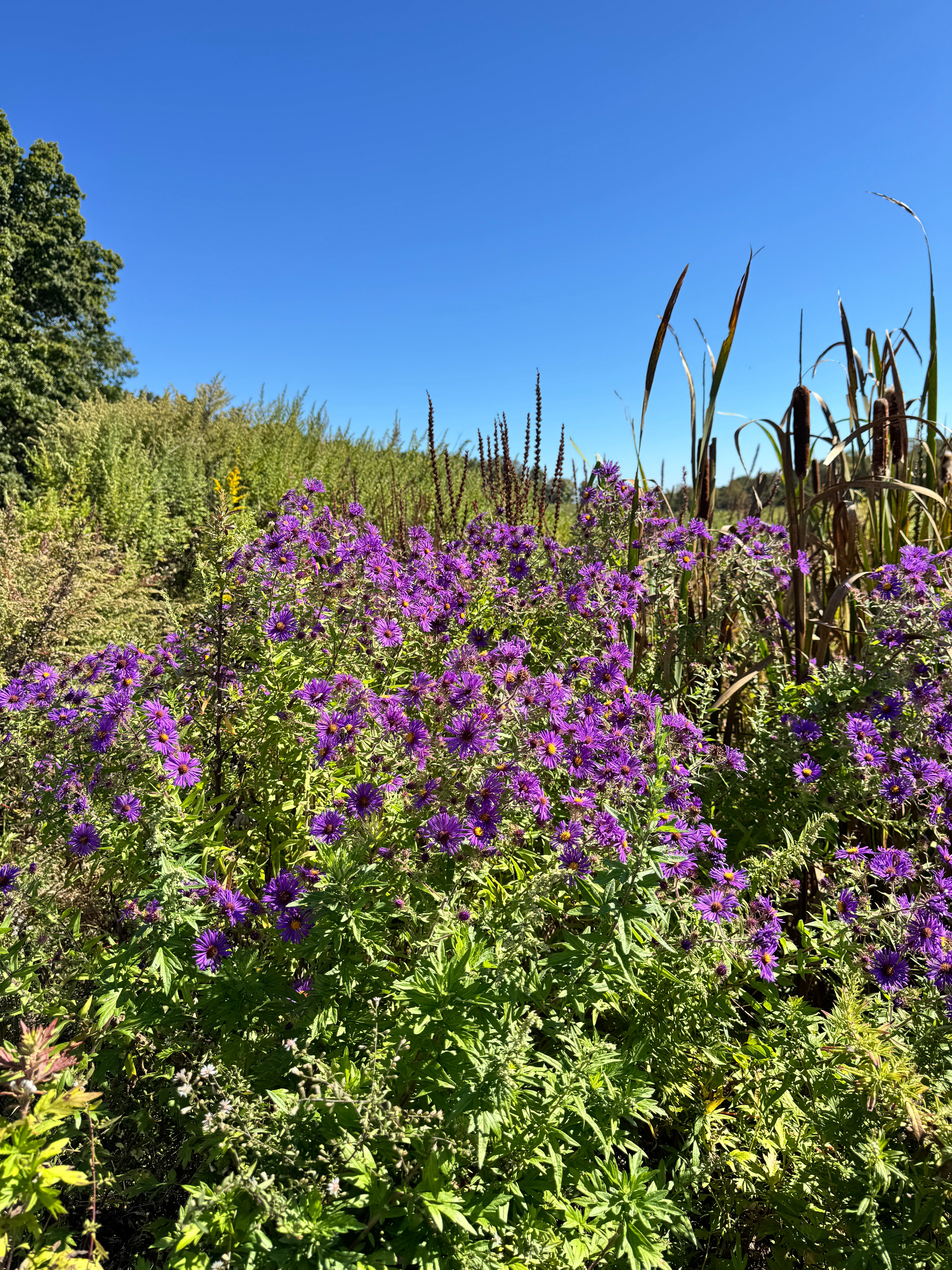 Symphyotrichum novae-angliae
