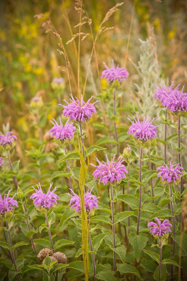 Monarda fistulosa