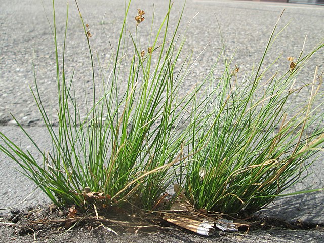 Juncus tenuis
