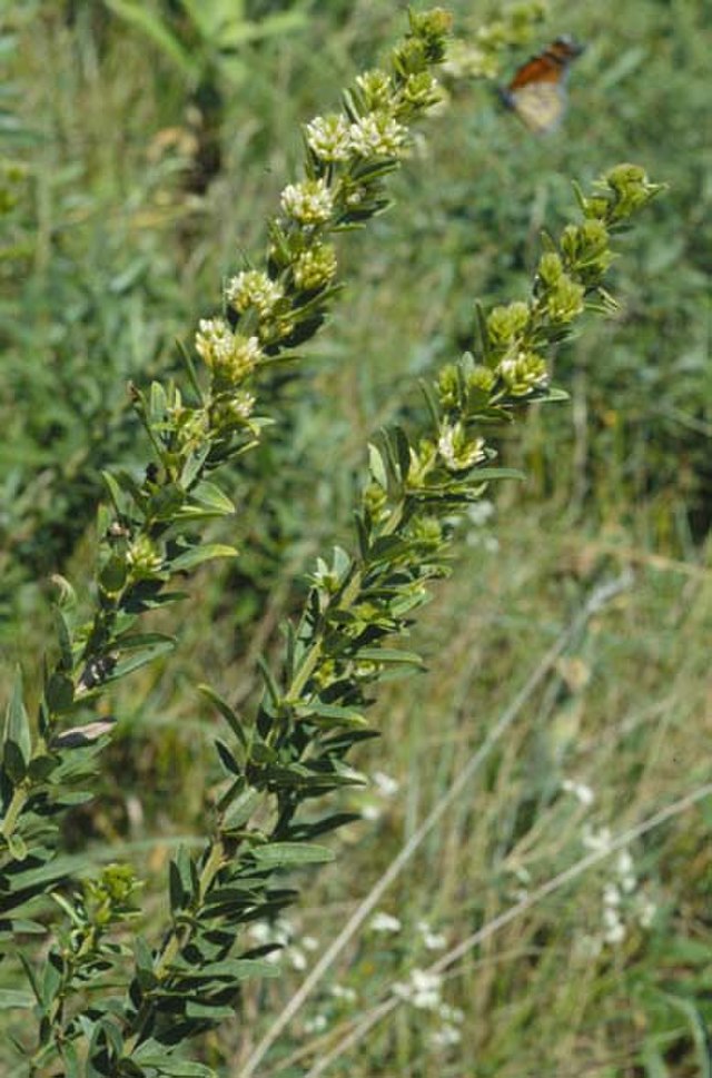 Lespedeza capitata