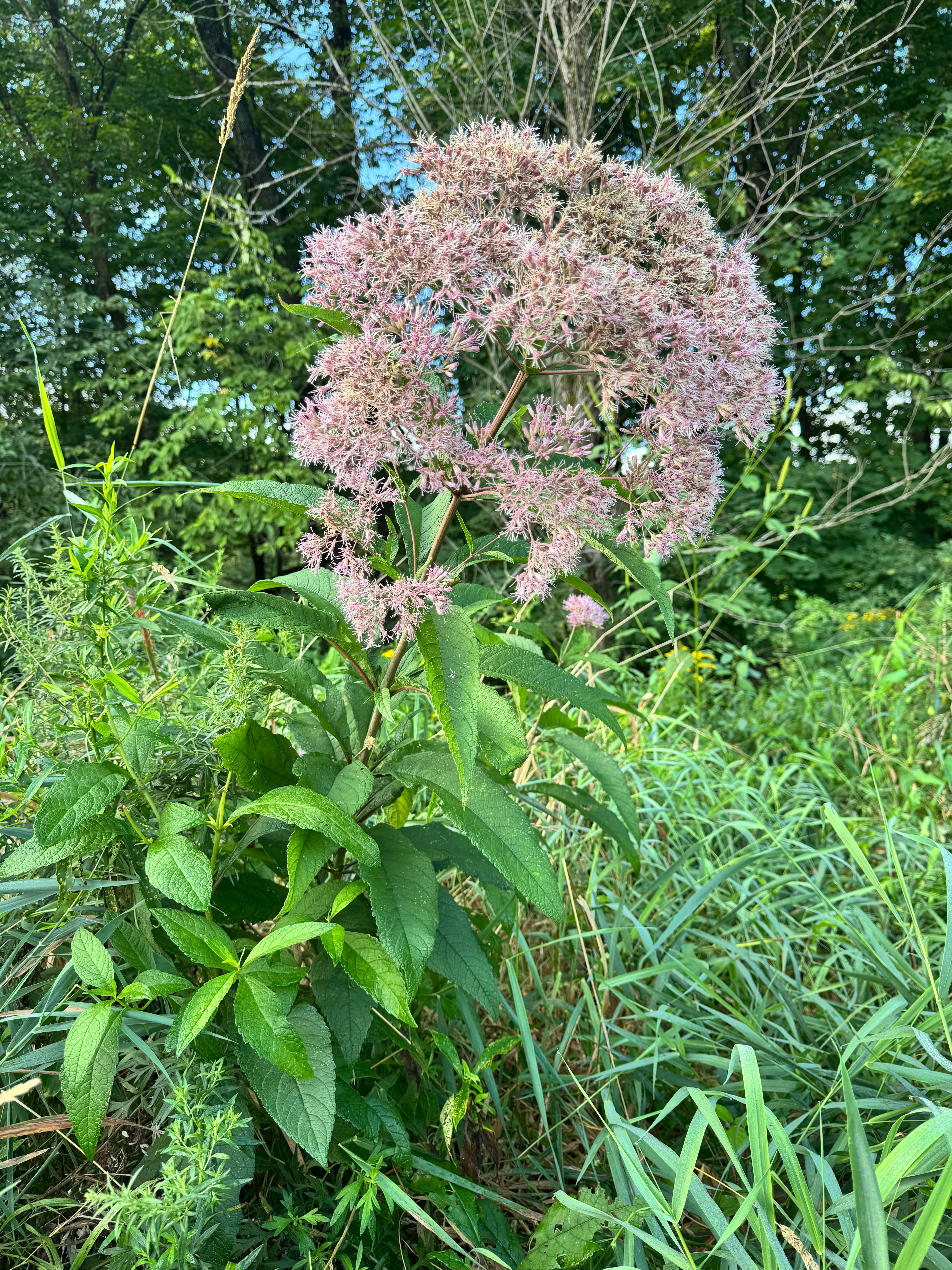 Eupatorium fistulosum