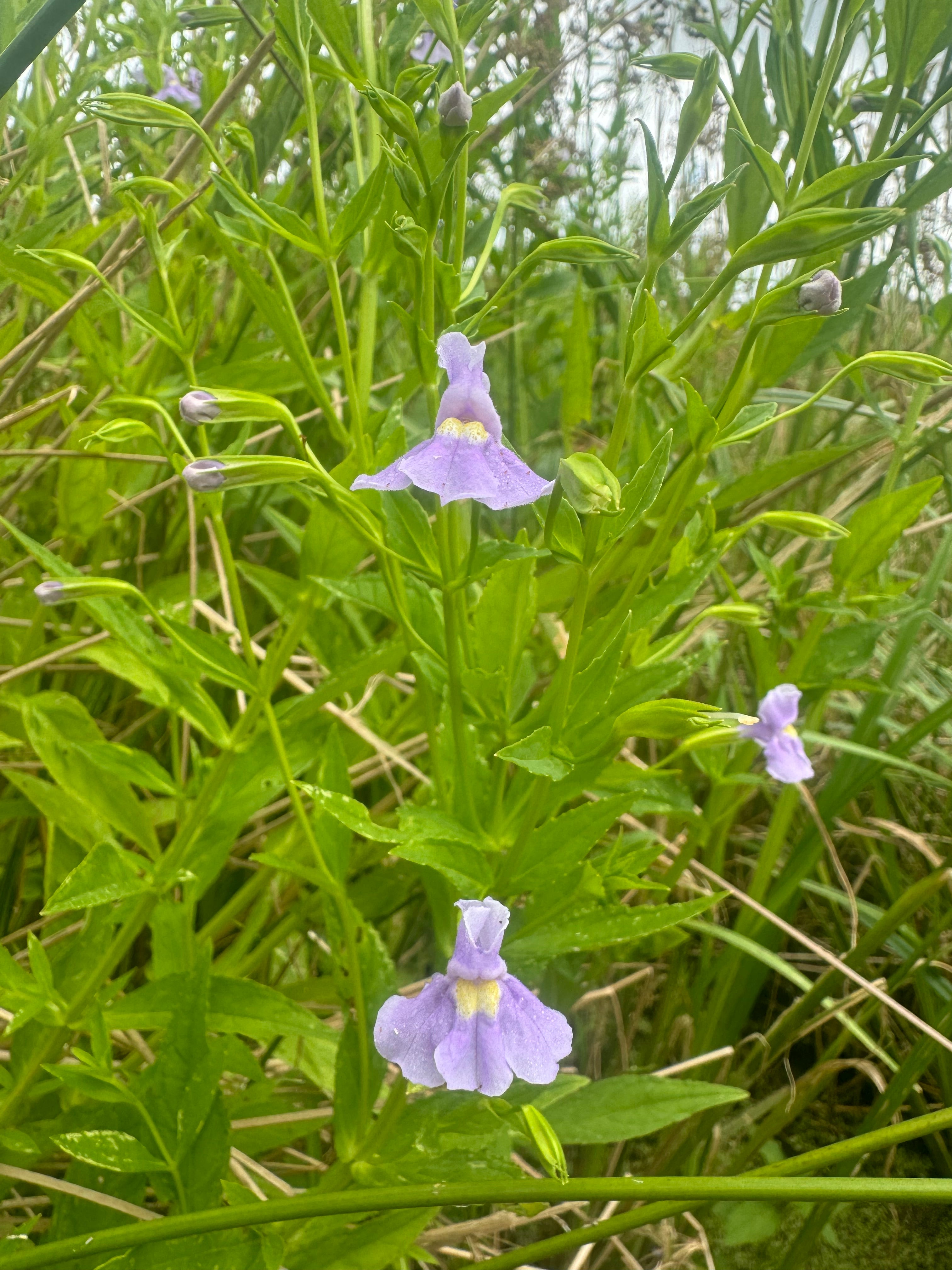 Mimulus ringens