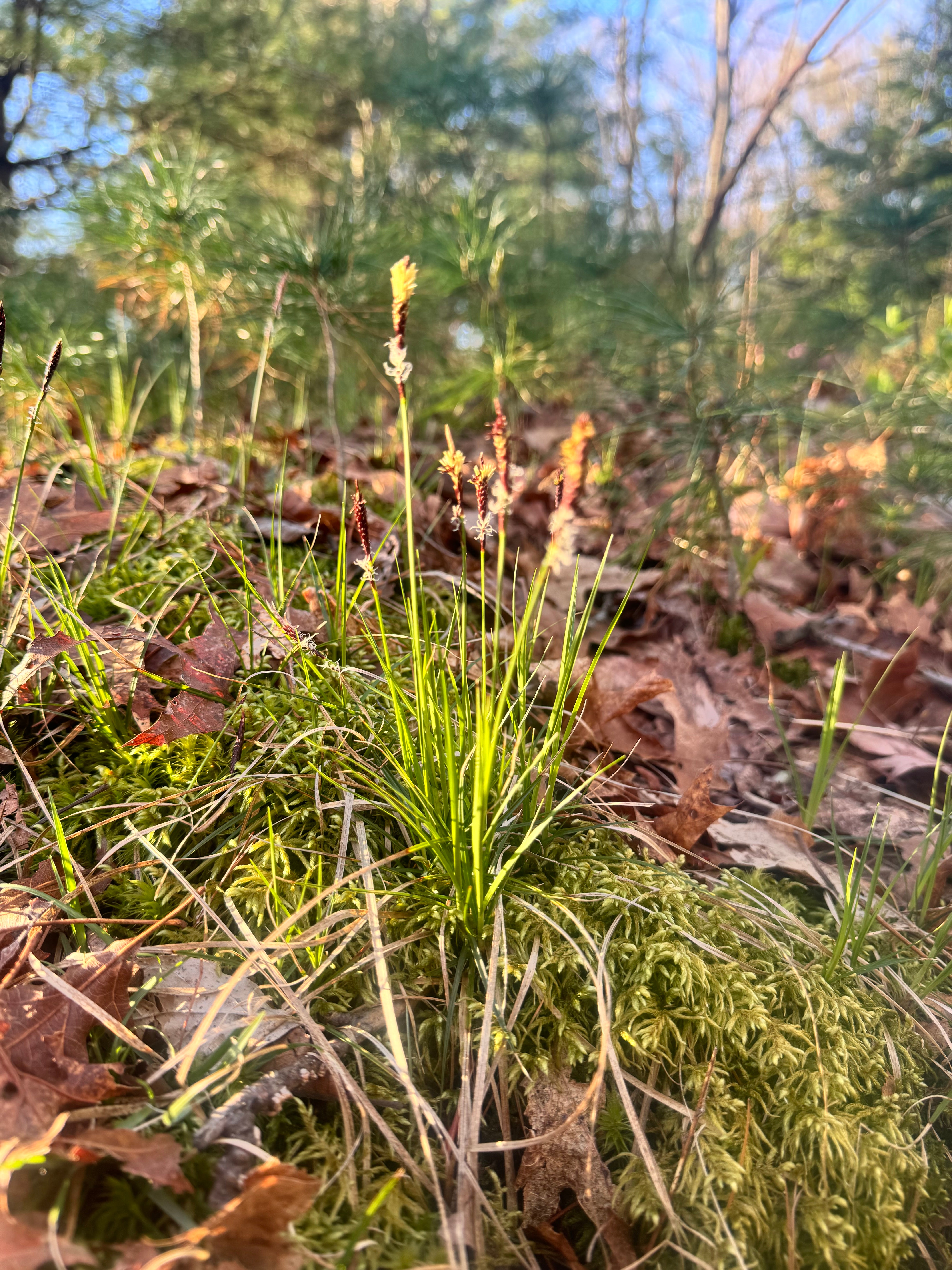 Carex pensylvanica