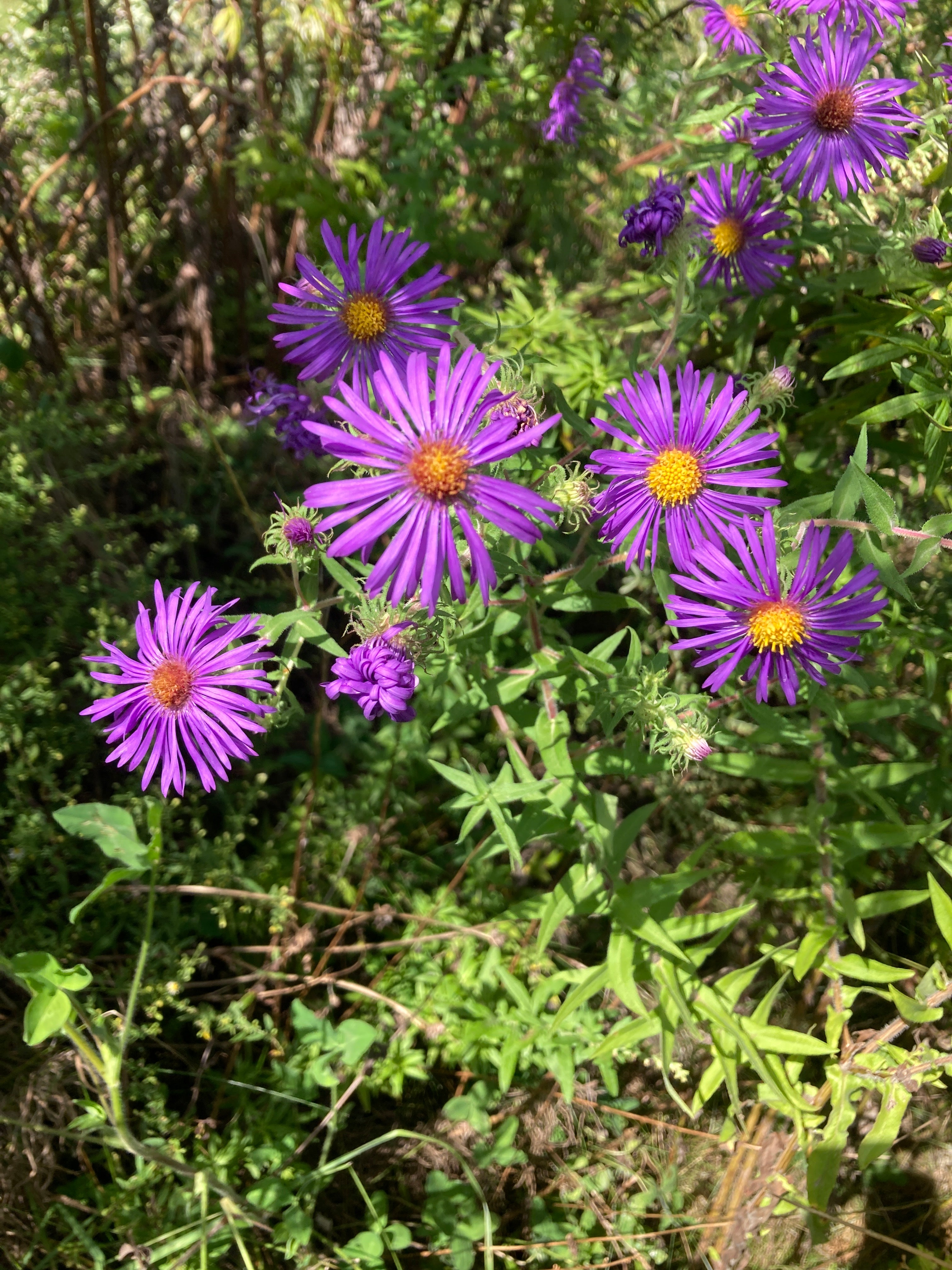 Symphyotrichum novae-angliae