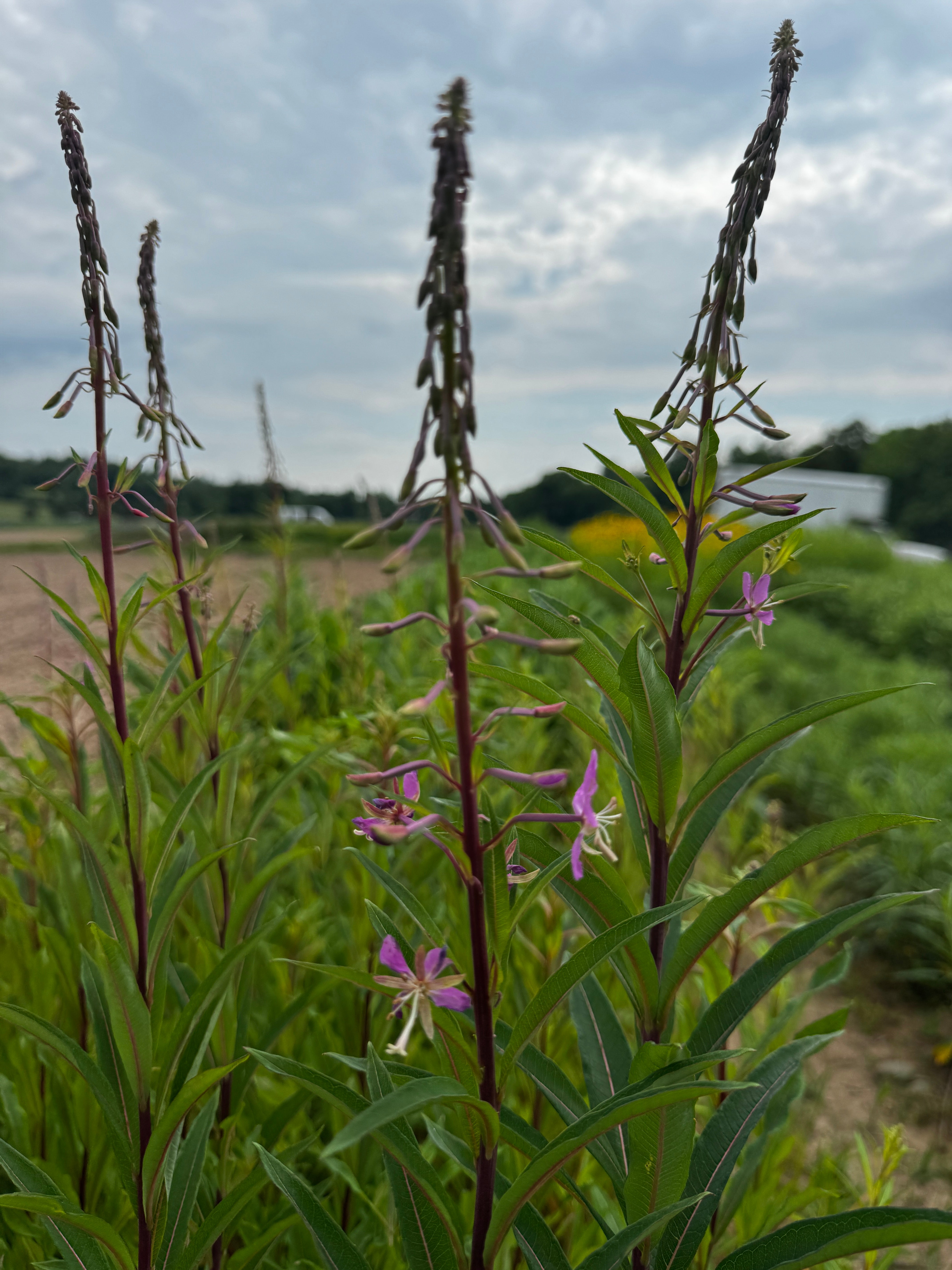 Chamaenerion (Epilobium) angustifolium
