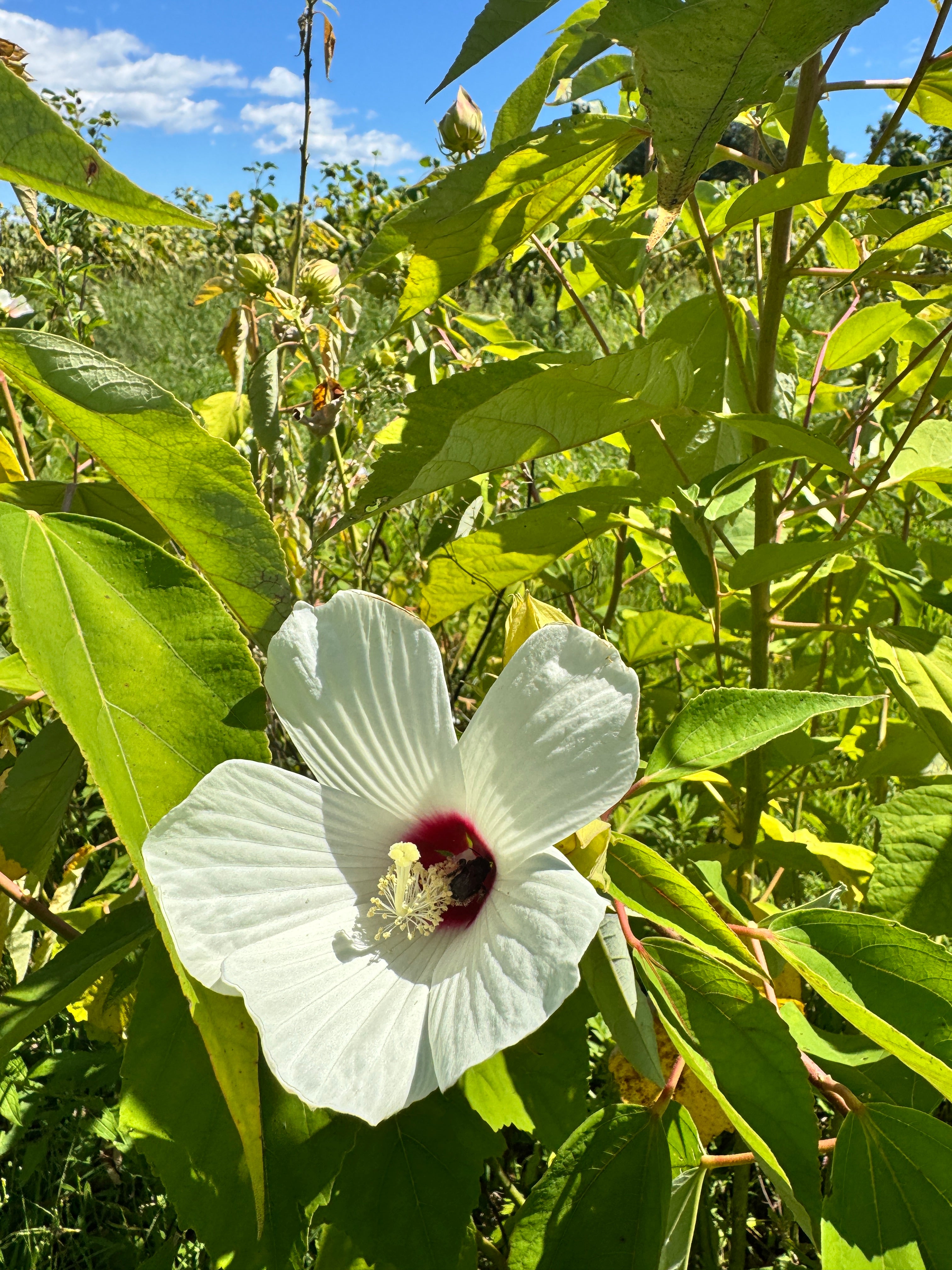 Hibiscus moscheutos