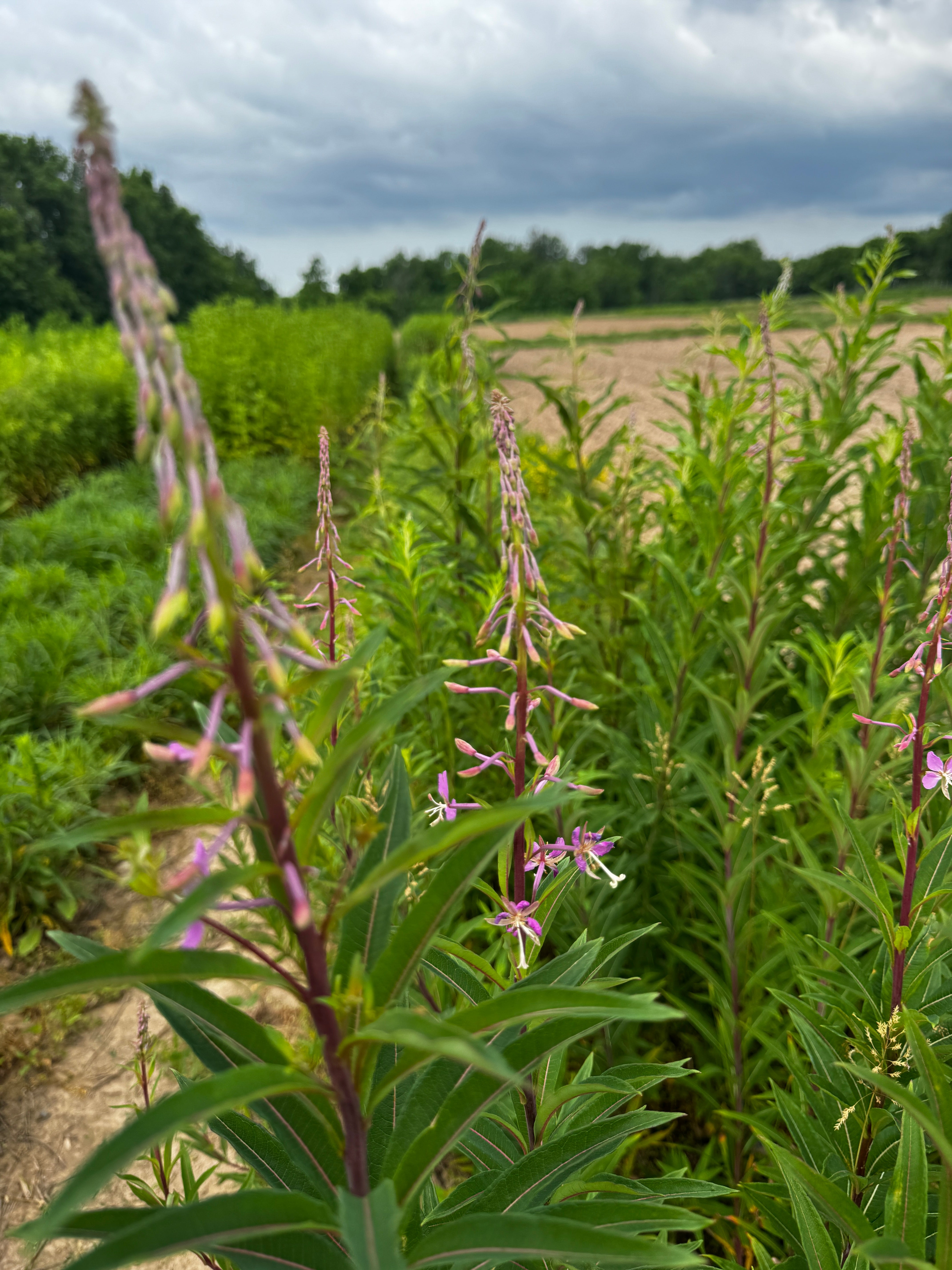 Chamaenerion (Epilobium) angustifolium