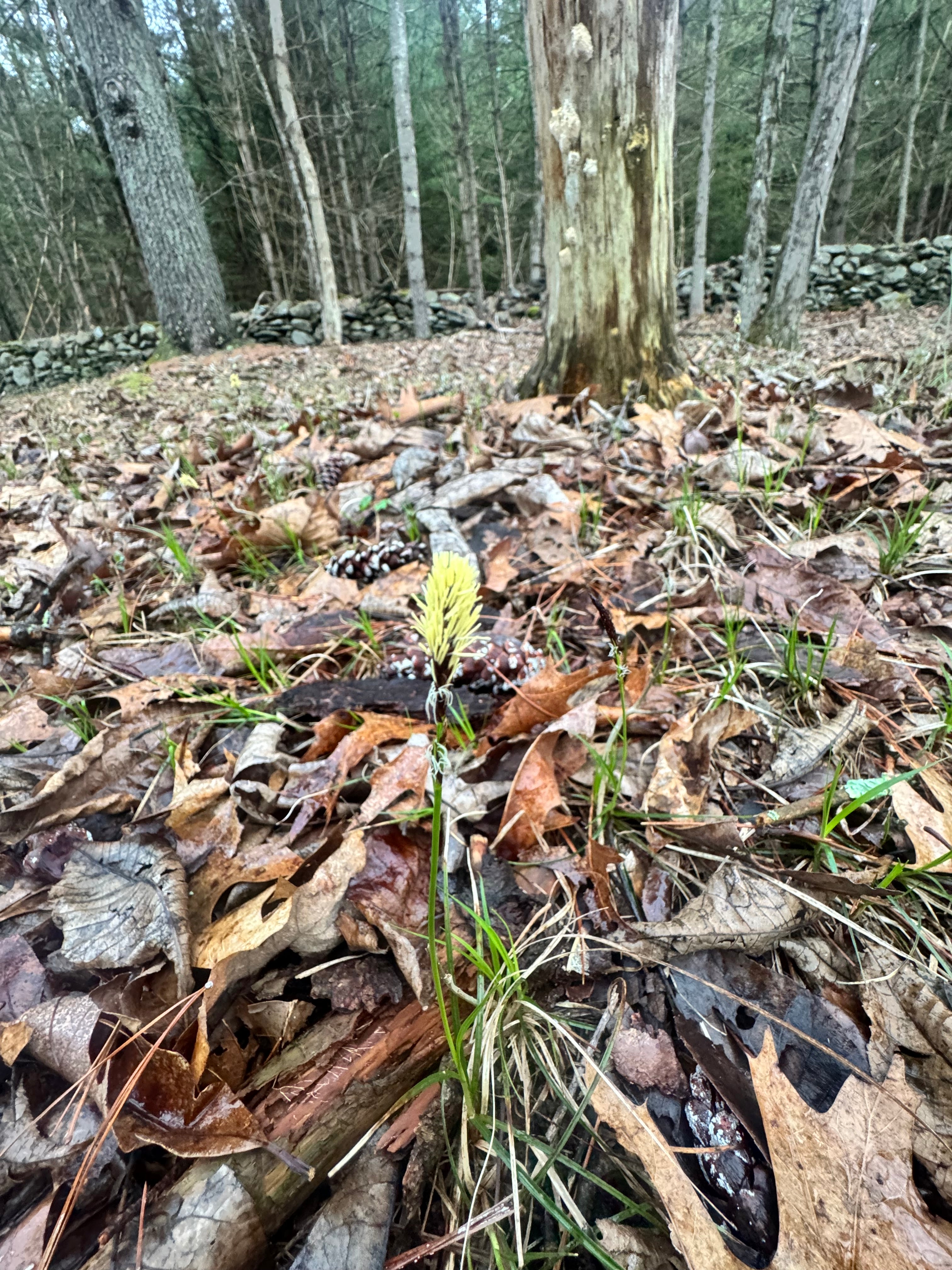 Carex pensylvanica