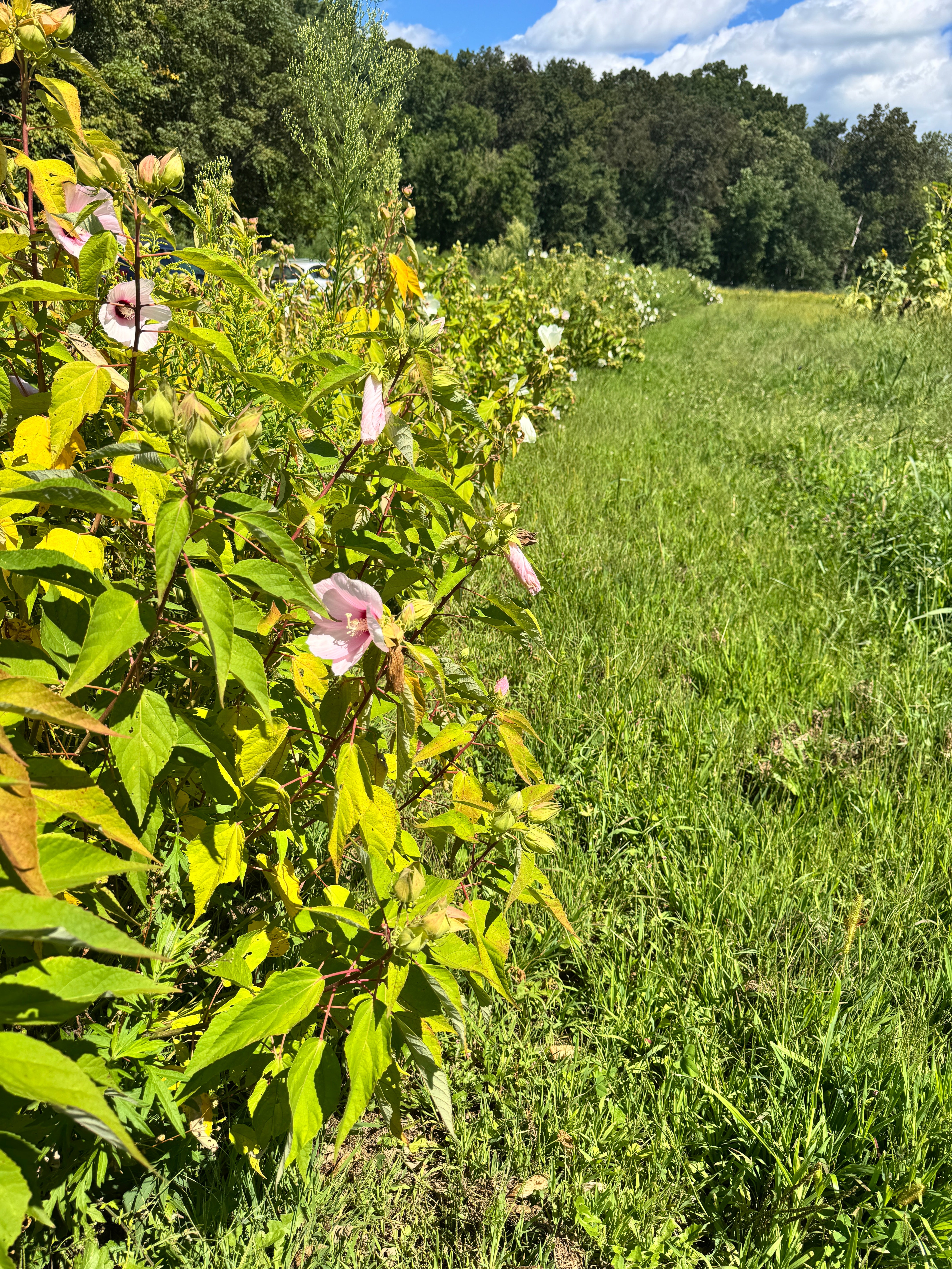 Hibiscus moscheutos