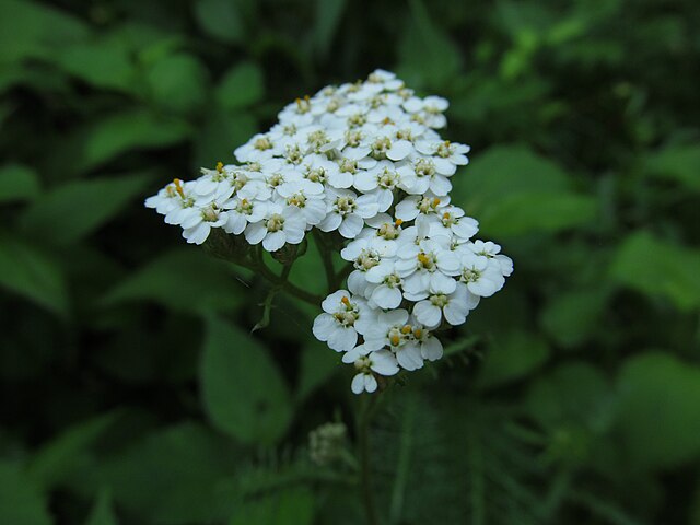 Achillea millefolium