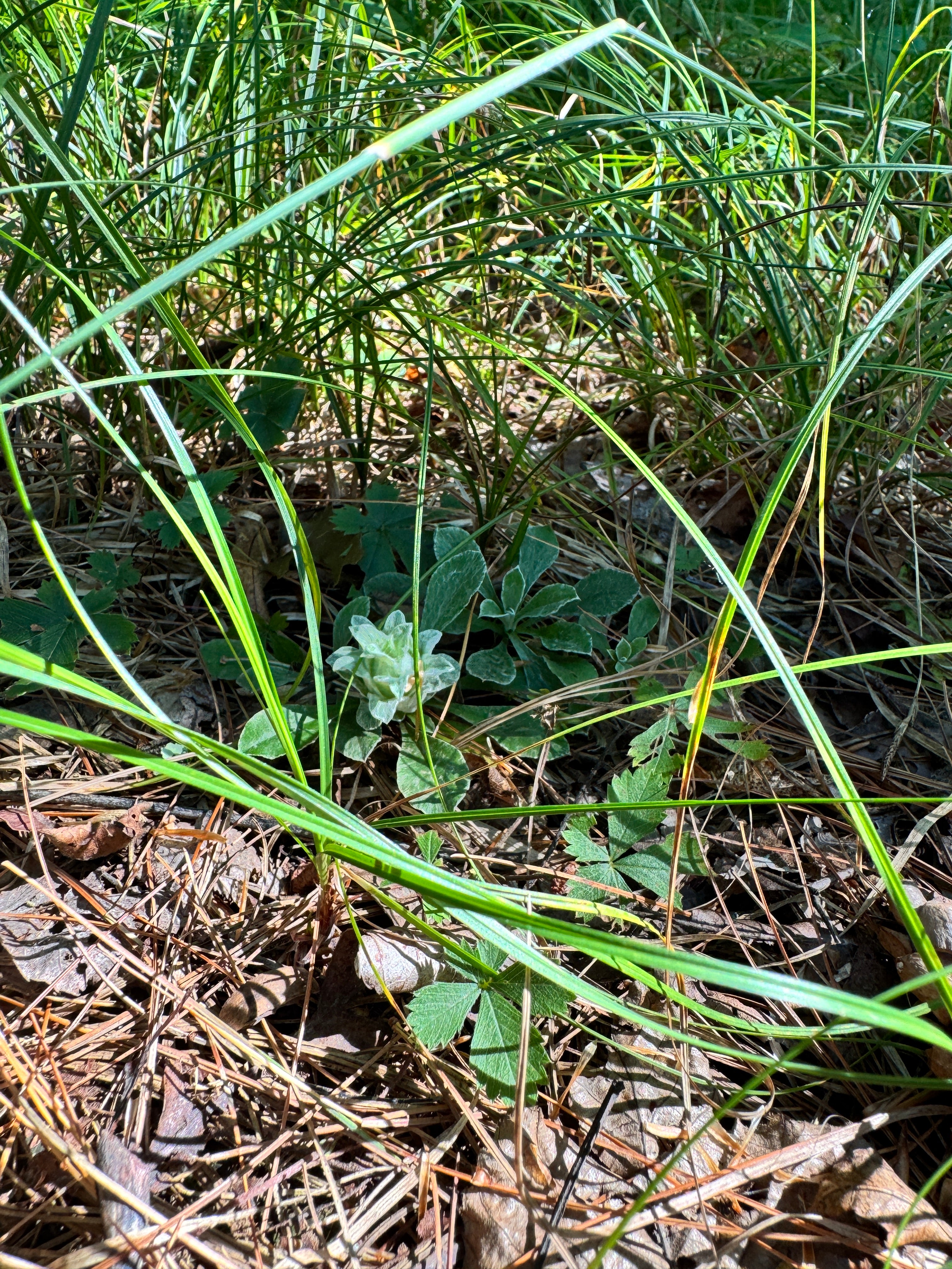 Antennaria plantaginifolia