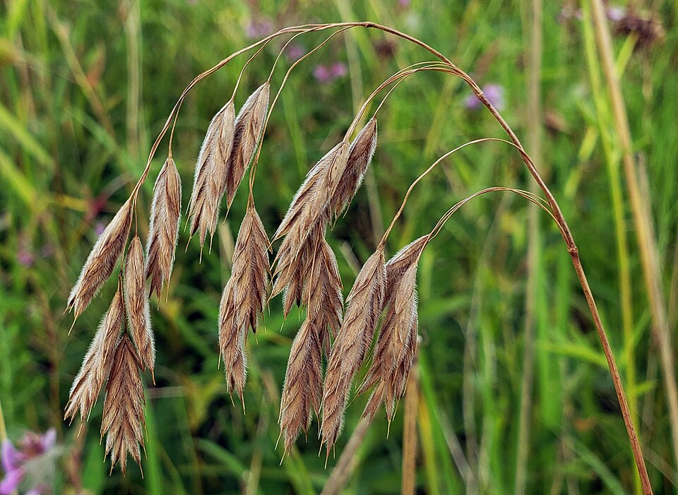 Bromus kalmii plugs,
[[File:Bromus kalmii iNat-47113927.jpg|Bromus_kalmii_iNat-47113927]]