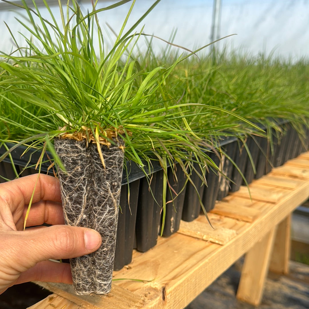 Deschampsia cespitosa