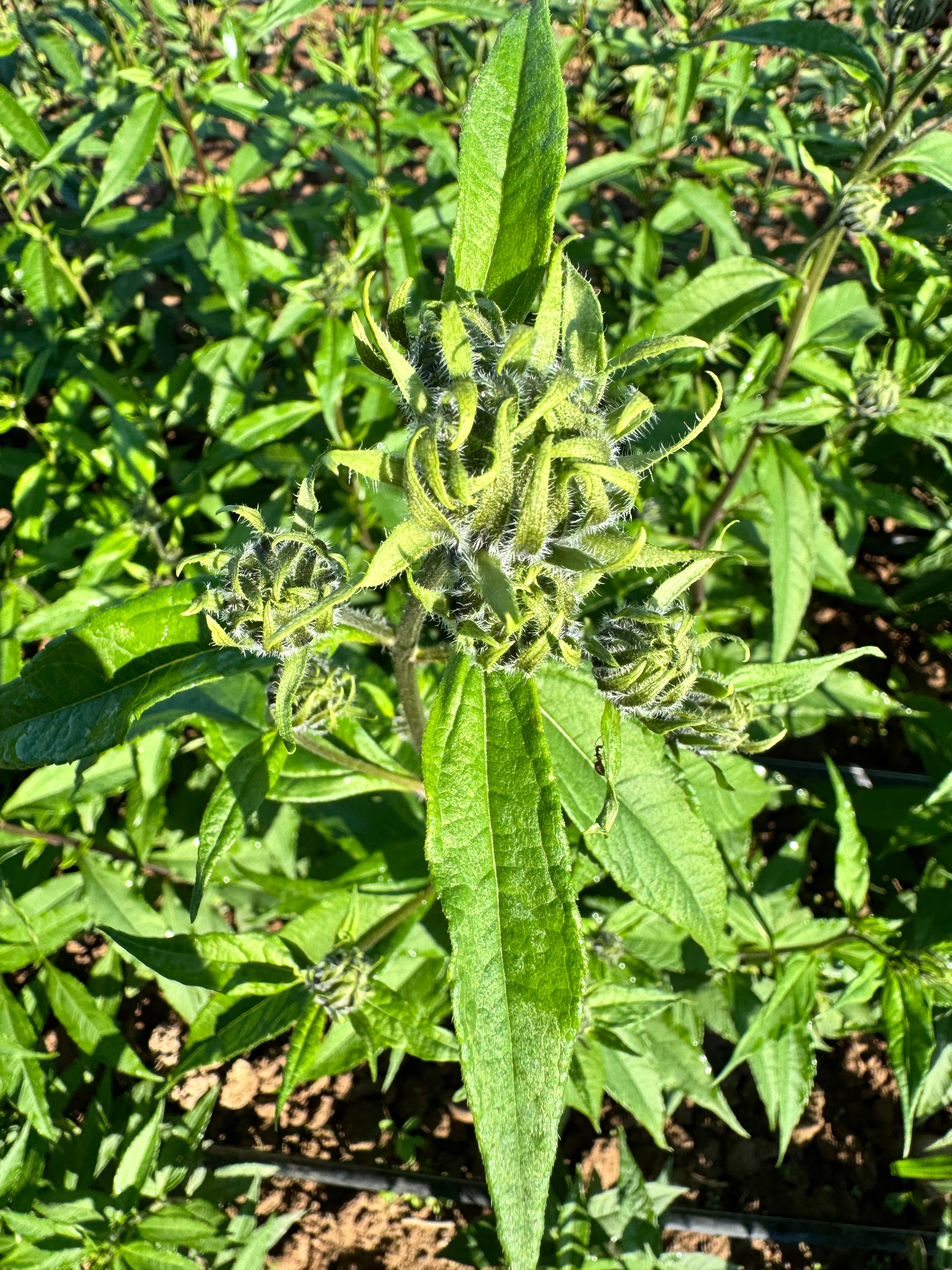 Helianthus giganteus