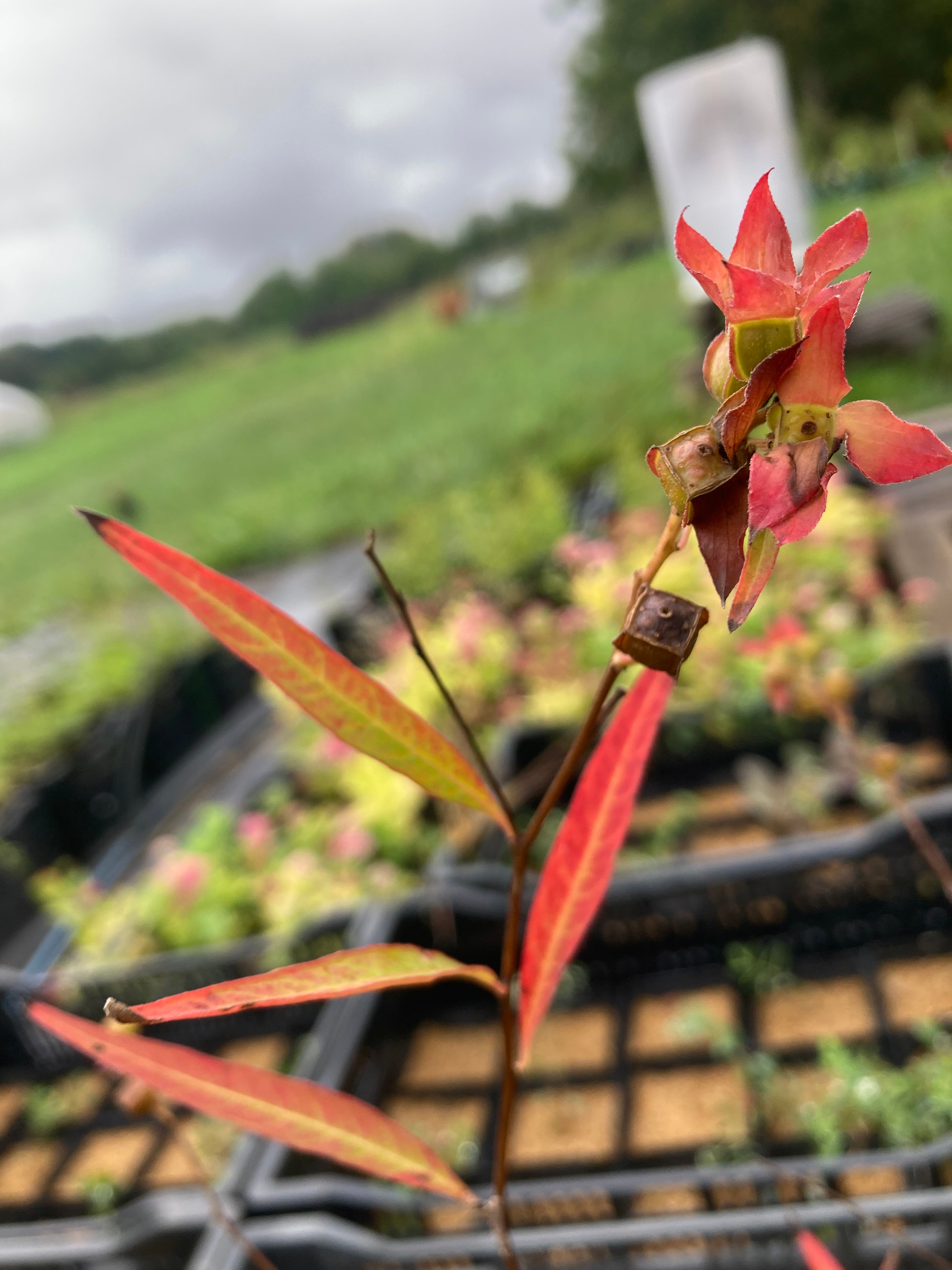 Ludwigia alternifolia