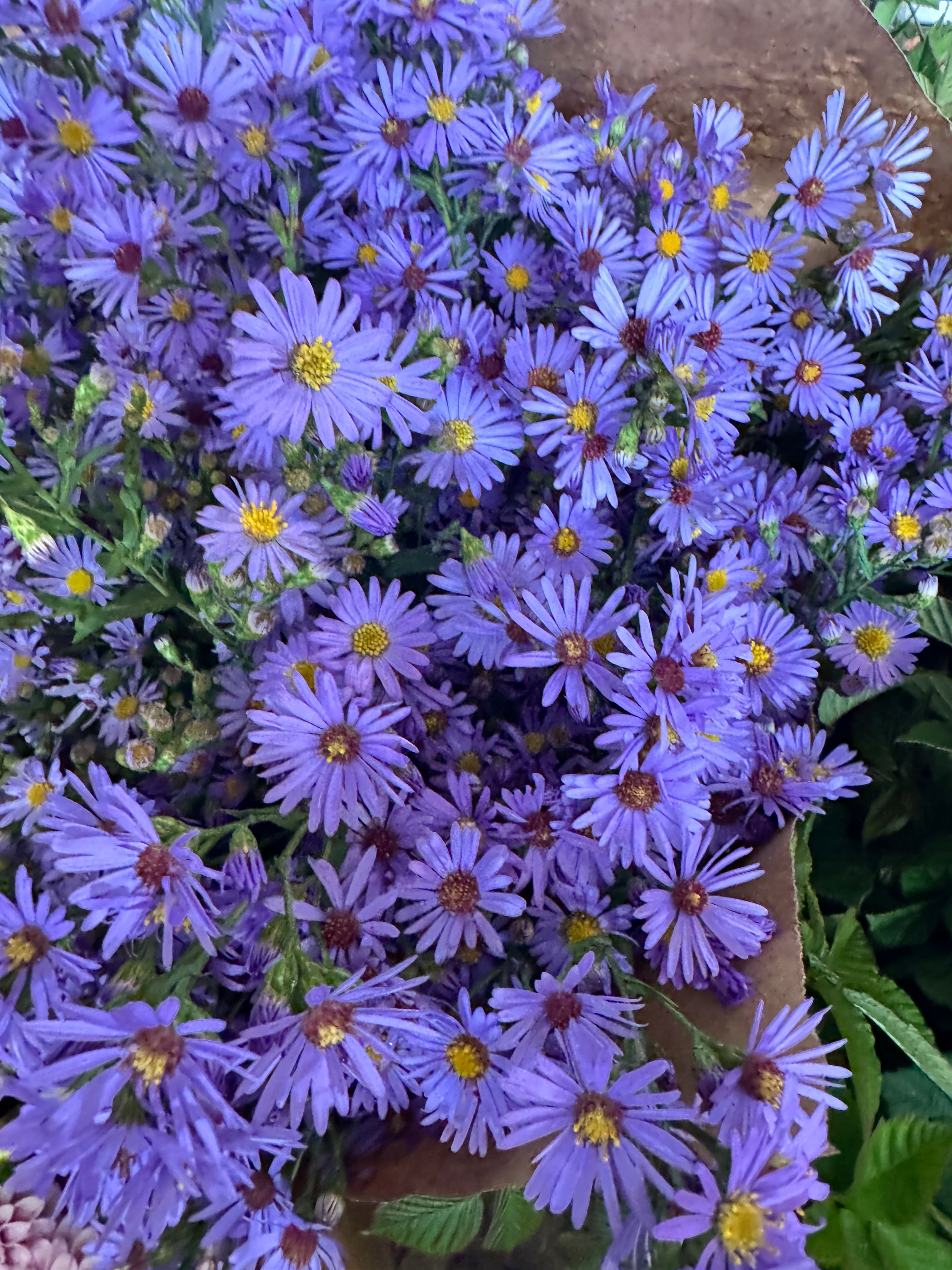 Symphyotrichum laeve