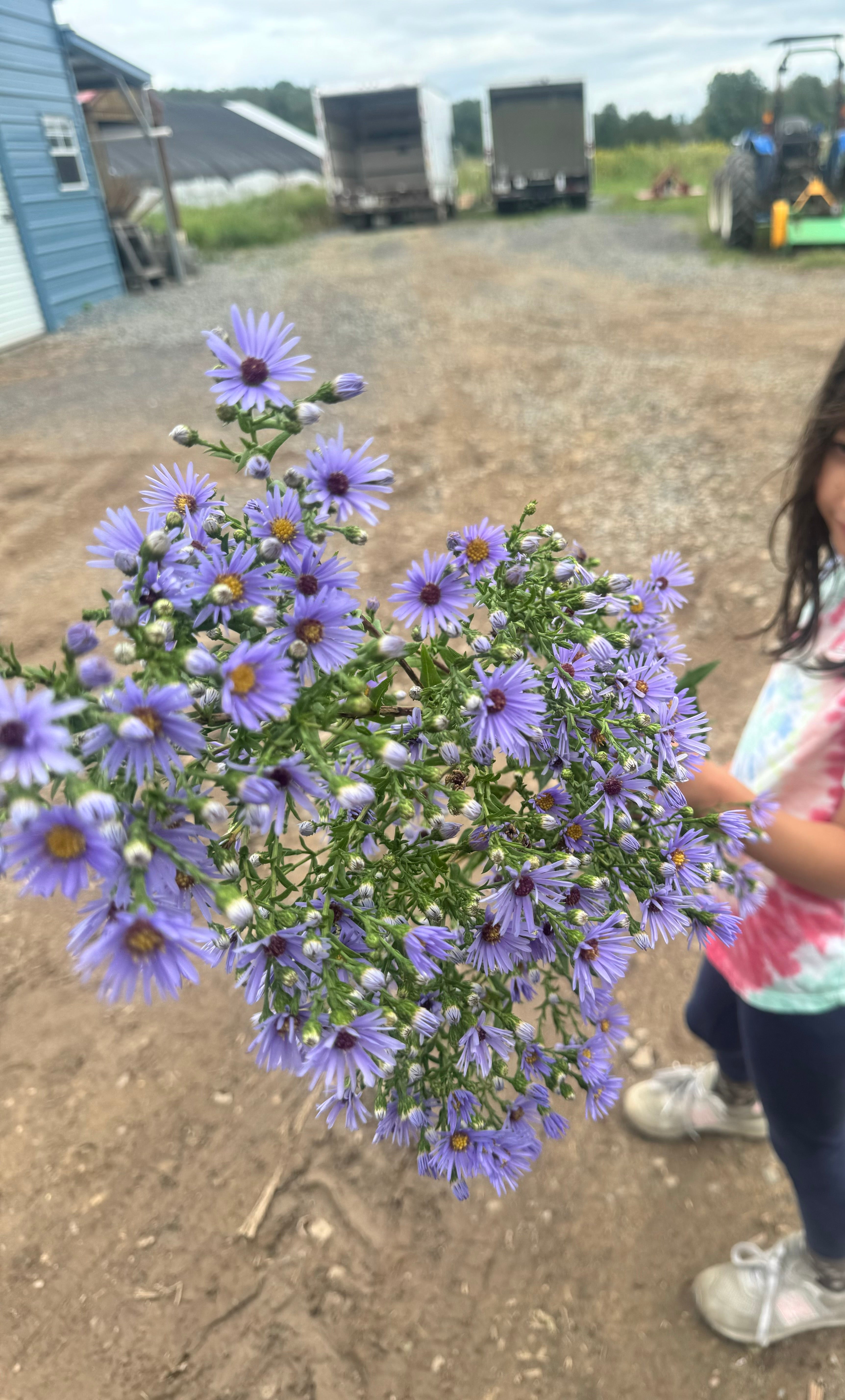 Symphyotrichum laeve