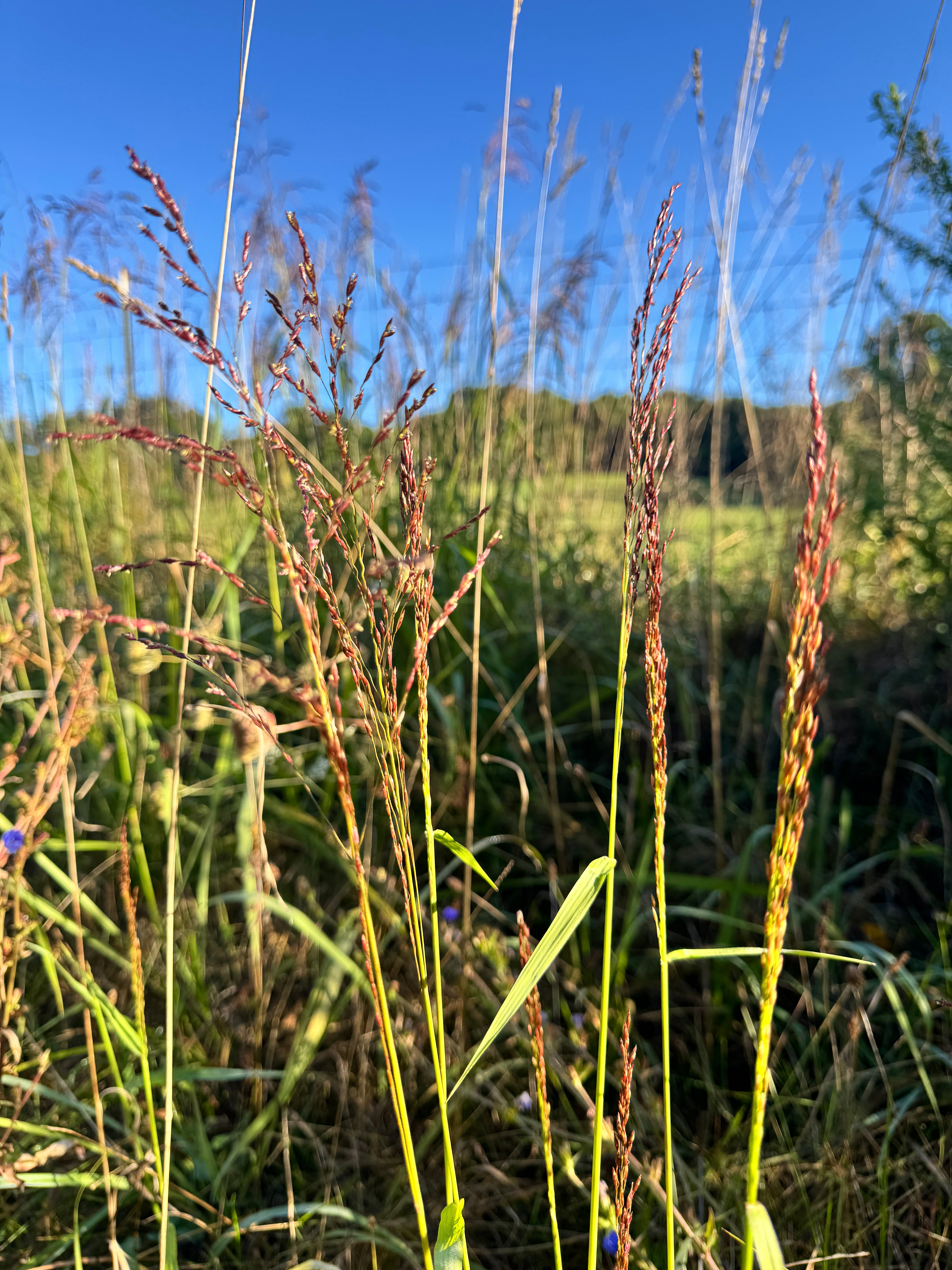 Tridens flavus