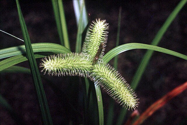 Carex comosa