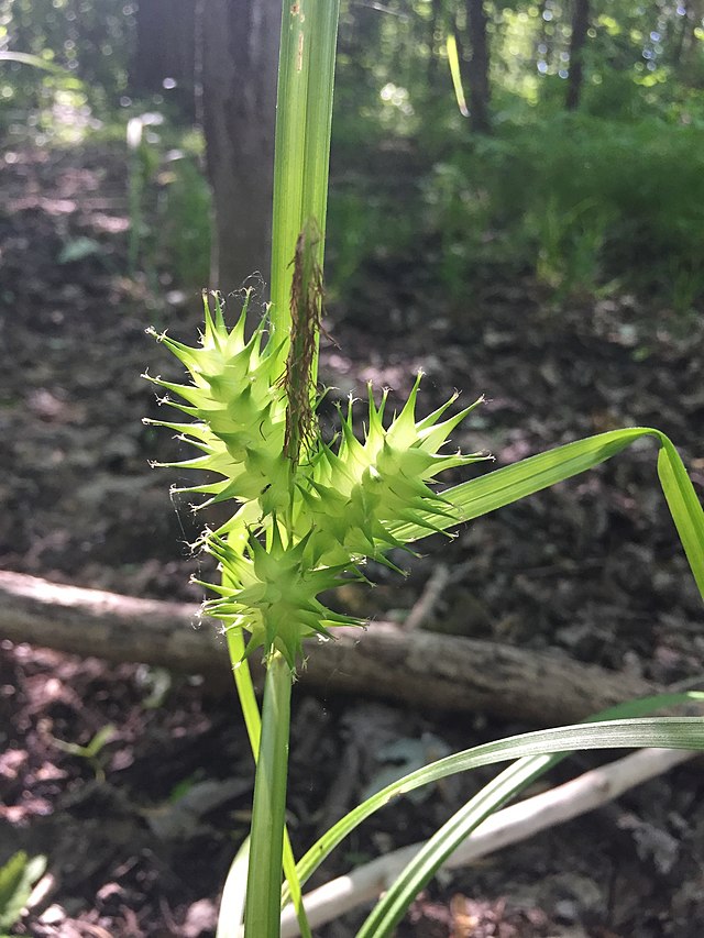 Carex lupulina