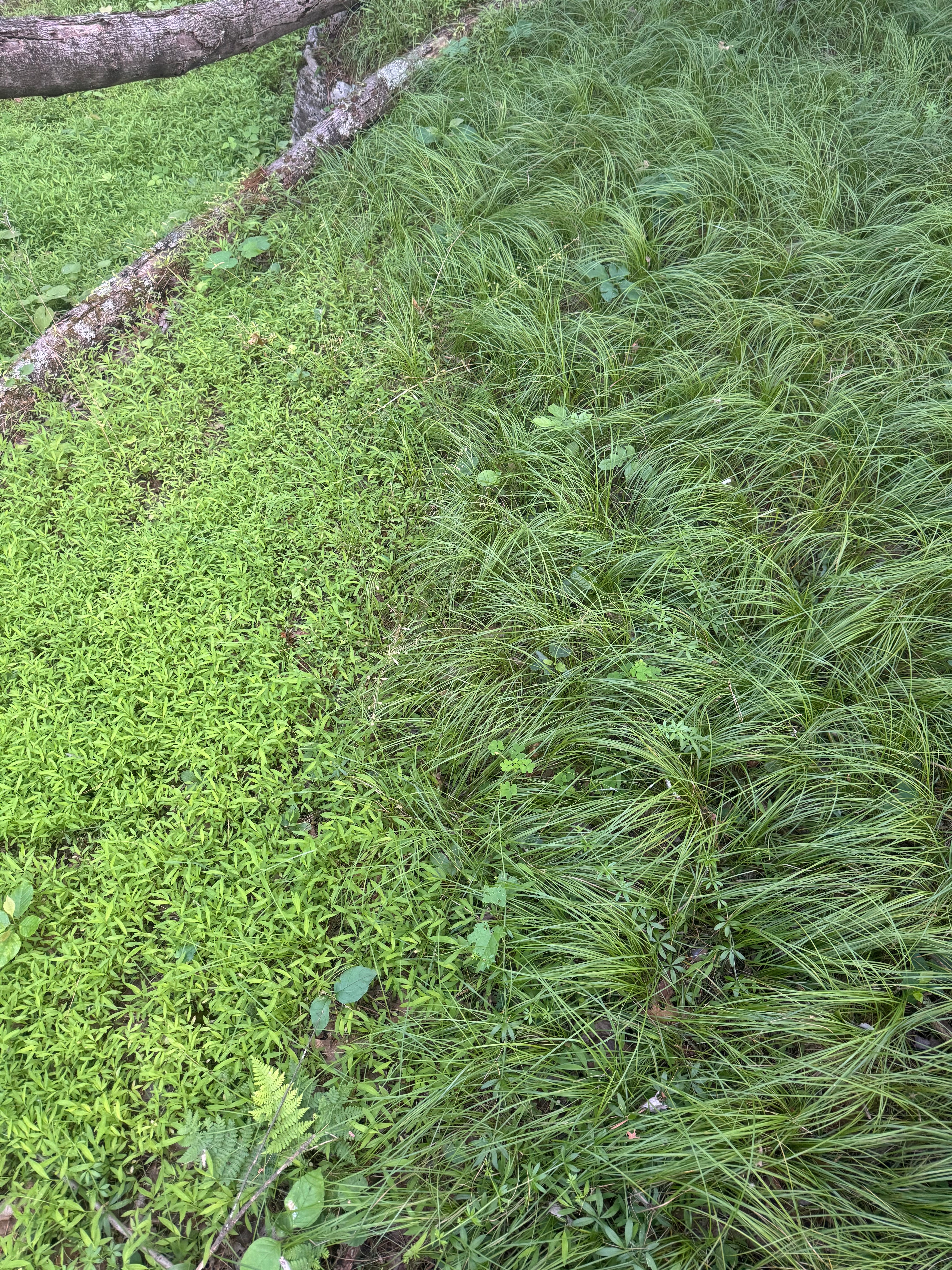 Carex pensylvanica