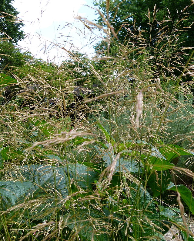 Deschampsia cespitosa