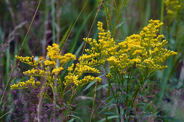 Solidago juncea
